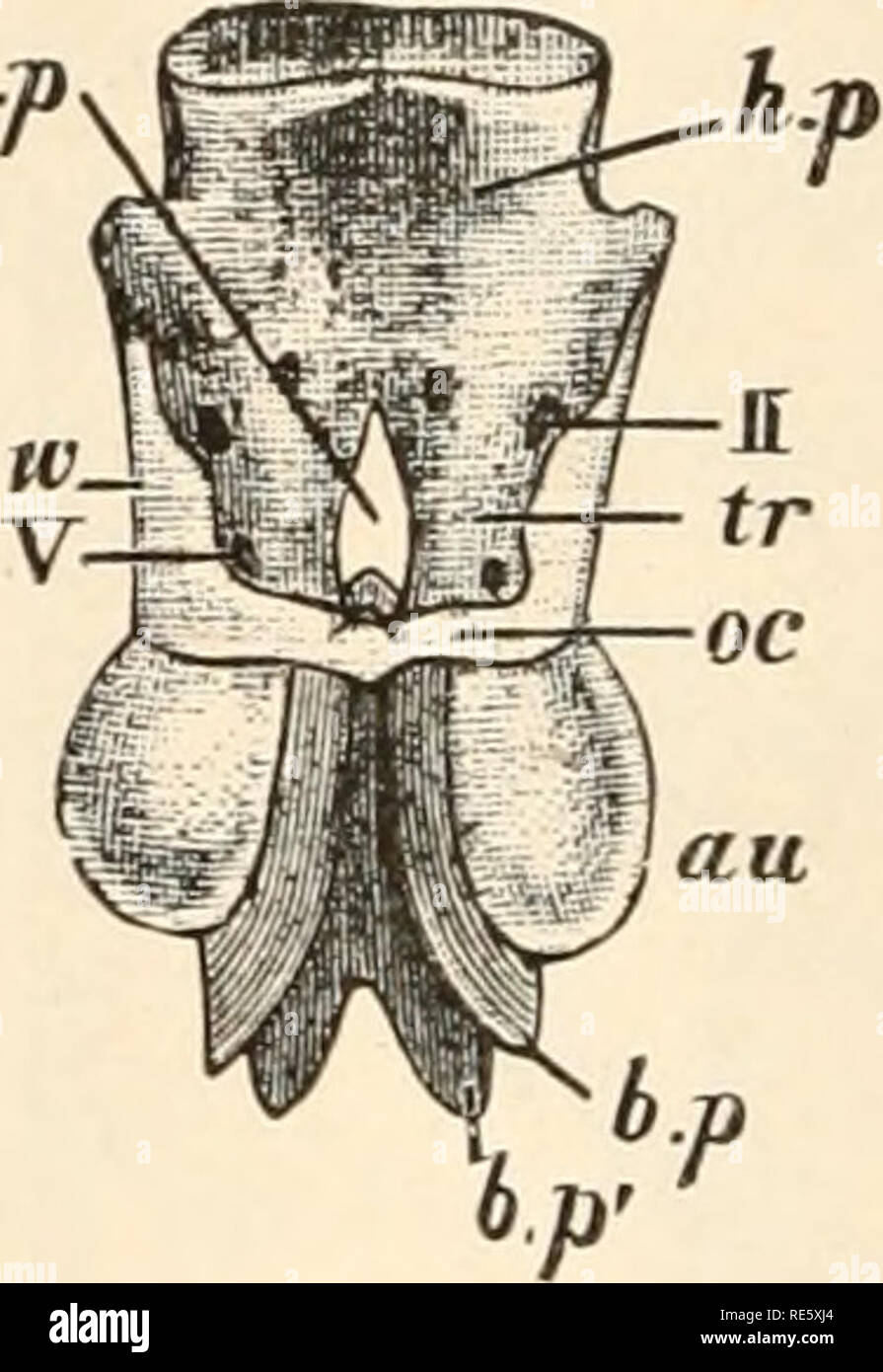 . Un cours d'instruction en zootomy (vertébrés). Anatomie, comparatif. 4 ZOOTOMY. 3. La fin des rayons x (Fig. 7 et 8/r), délicats filaments cartilagineux, soutenant les nageoires dorsale et caudale (articles 29, 30). Ils sont connectés à la face ventrale avec le tissu fibreux couvrir dans le canal neural, et sont parallèles l'un à l'autre et incliné vers l'arrière. 4. Le cerveau-cas, ou division du crâne sauve. En arrière Il se compose d'une plaque basale ou parachordal (figues, i et 2, b.b.pt p'), entourant l'extrémité antérieure de la notochorde, et divisé par le dernier en dorsale (b.p) et ventrale (b.p') portio Banque D'Images