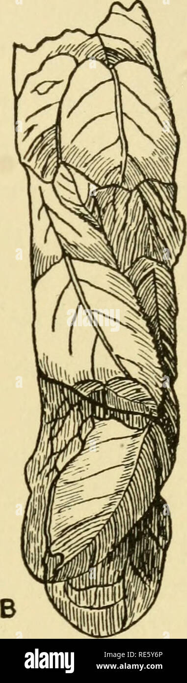 . Création par l'évolution ; un consensus des connaissances d'aujourd'hui, comme indiqué par les principaux organismes de langue non technique que tous peuvent comprendre. L'évolution. Fig, 13.-nids de leaf-cut- ting abeille. A, une cellule- sepa, avec couvercle ouvert, et la larve (a) couché sur l'aliment ; B, une partie d'une chaîne d'. les cellules. (Après l'accueil.). d'un livre qui est ouvert, ou dans l'intérieur d'un morceau de bambou. Ensuite, nous avons les abeilles maçonnes, qui construisent des nids de sable ou de terre ou d'argile moulés ensemble avec quelques sub- stance. Chaque cellule de l'extérieur est rugueux et en désordre, mais l'intérieur est lisse et poli Banque D'Images