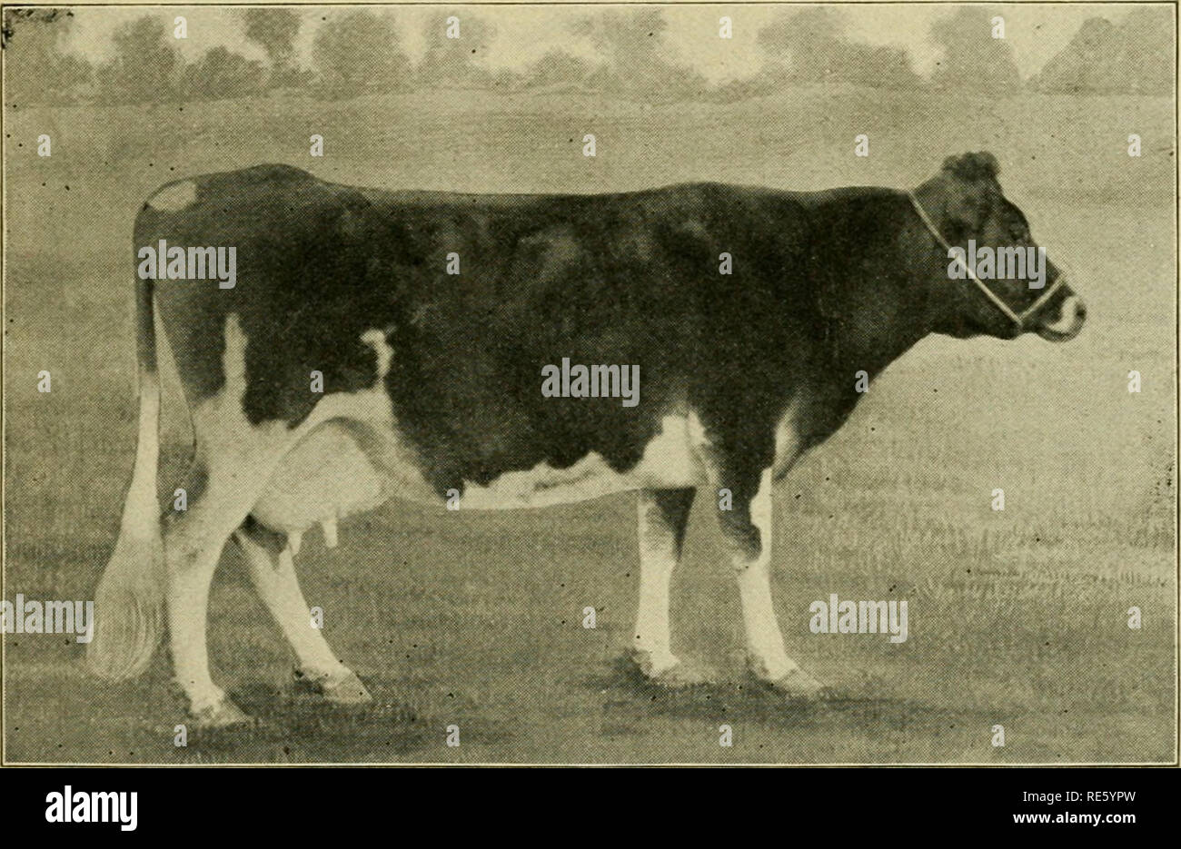 . Le patron de fabrique's handbook. L'industrie laitière. L'épreuve des animaux laitiers-NEBRASKA. 267 fort comme un producteur économique, mais elle est juste un peu trop délicate, et ONU- heureusement a été prise des malades dans la cinquième année de son dossier. Elle est un haut- niveau d'études, d'environ quinze-seizièmes Jersey du sang, et pèse environ 750 livres. Axxie-quatre ans d'enregistrement. L'oreille. Livres de lait. °o gras. P buttcrfat Dunds. Livres btitter 1897 6 977,25 4,49 313,39 365,62 1898 6.907.19 4. 55 314,64 367,08 239,41 279,31 4,56 5 250,39 1899 7 028,30 1900 4 . 316,27 368,98 50. CORA-HIGU JERSEY GRADE "un peu vache avec un grand dossier.&qu Banque D'Images