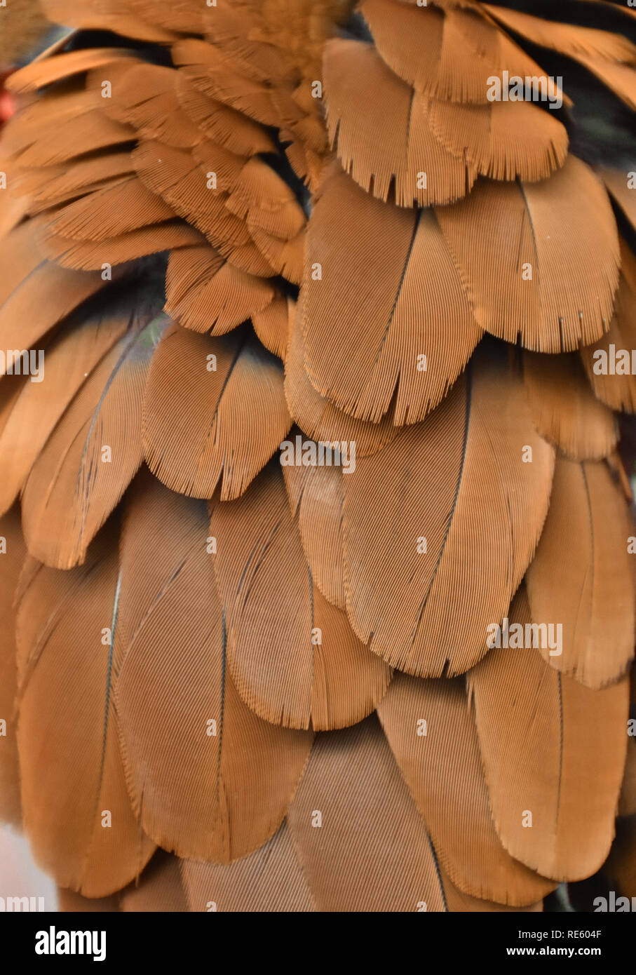 Photographie en couleur de l'orange les plumes d'un ara. Banque D'Images