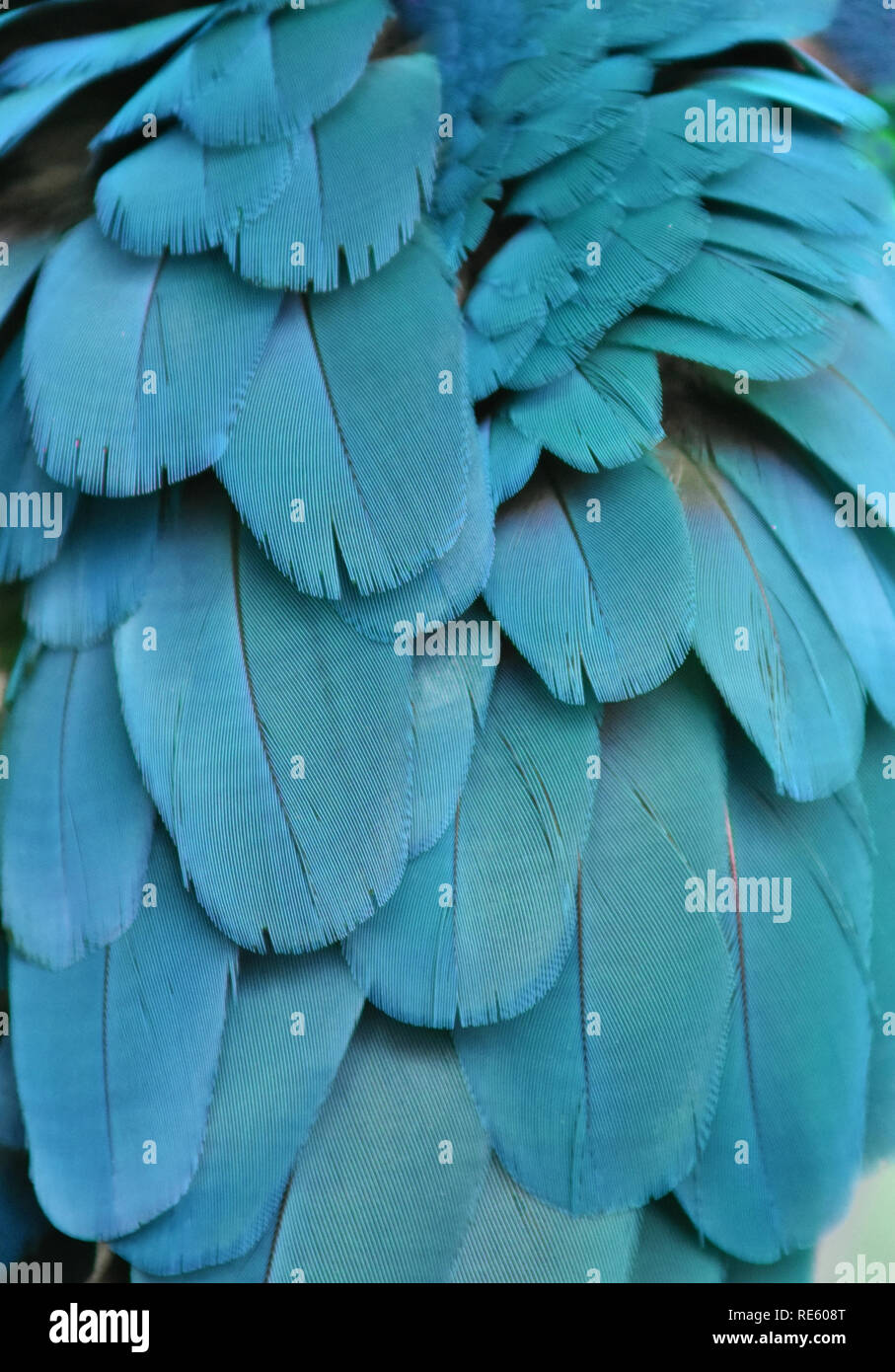 Photographie du gros le teal turquoise et les plumes d'un ara. Banque D'Images