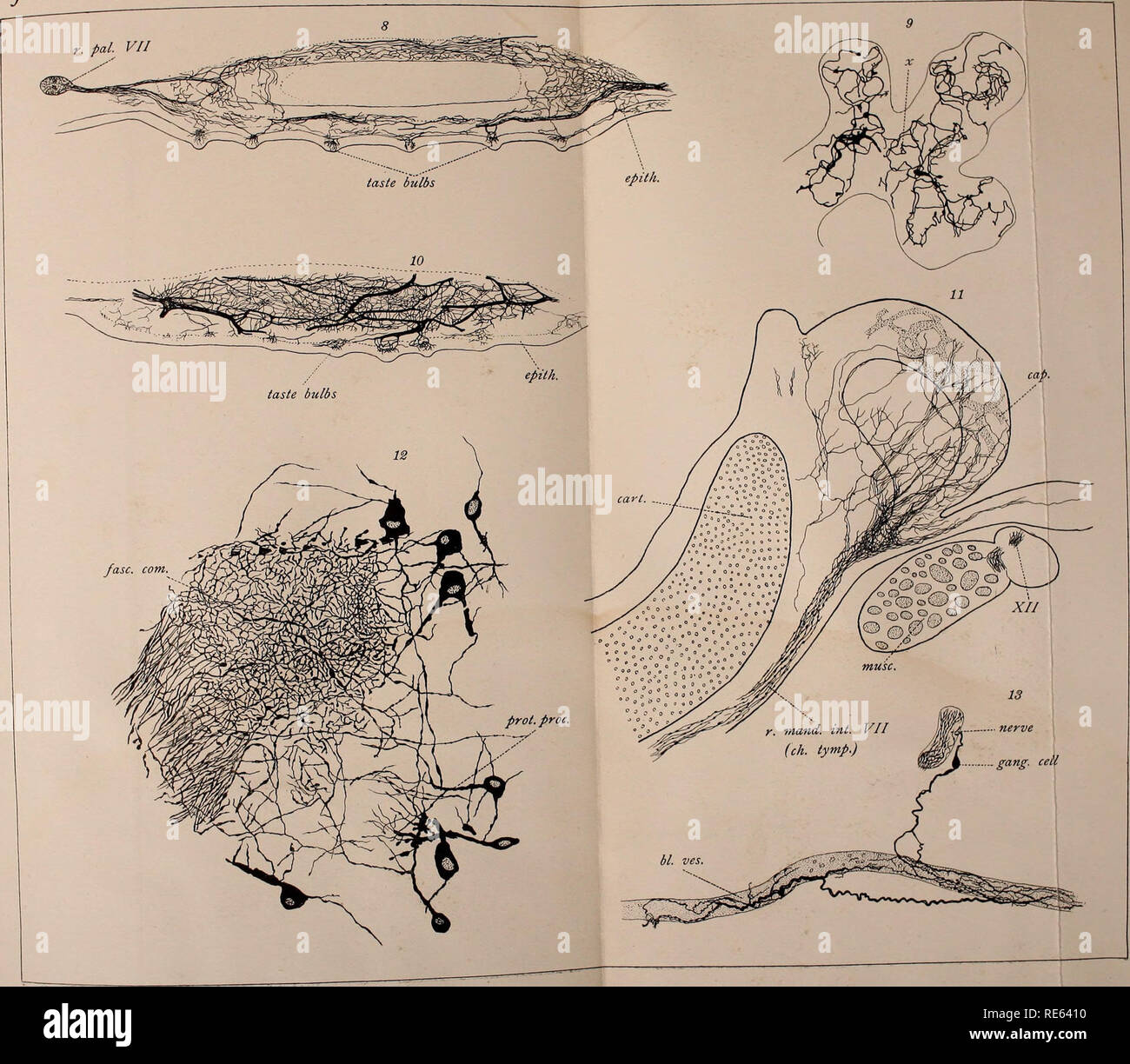 . Les nerfs crâniens d'Amphibia / Par Oliver Smith forte. Les amphibiens ; amphibiens. Journ. La mue. Vol. X Pl.VIII. Veuillez noter que ces images sont extraites de la page numérisée des images qui peuvent avoir été retouchées numériquement pour plus de lisibilité - coloration et l'aspect de ces illustrations ne peut pas parfaitement ressembler à l'œuvre originale.. Strong, Oliver Smith, 1864-1951. Boston : Ginn &, le nom de l'entreprise Banque D'Images