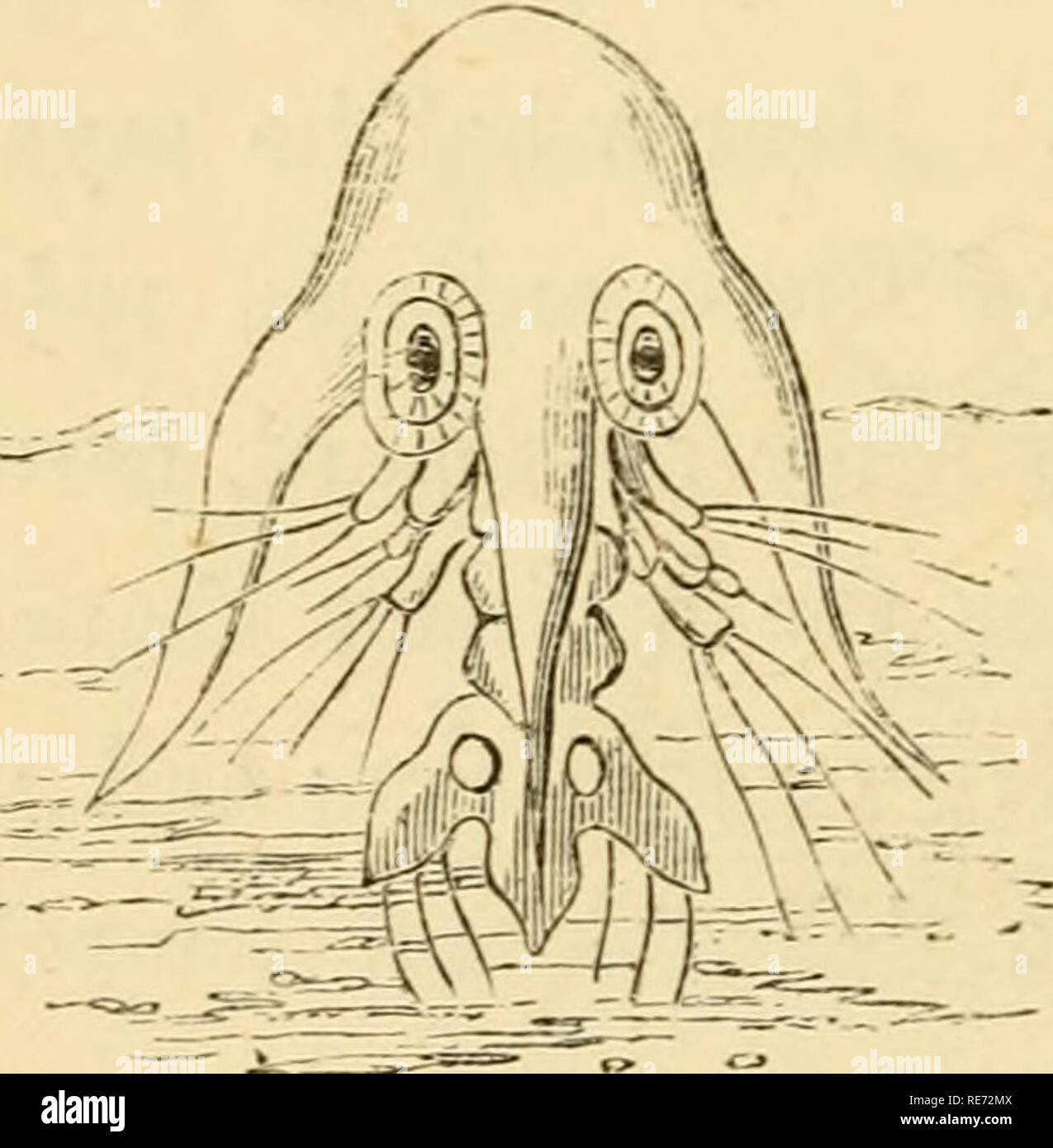 Le Crabe Les Crevettes Et Le Homard Lore Recueillies Dans Les Rochers Au Bord De La Mer Pres Du Fleuve Et Dans La Foret Les Crevettes Crabes Homards 4 Siirblis Ckab