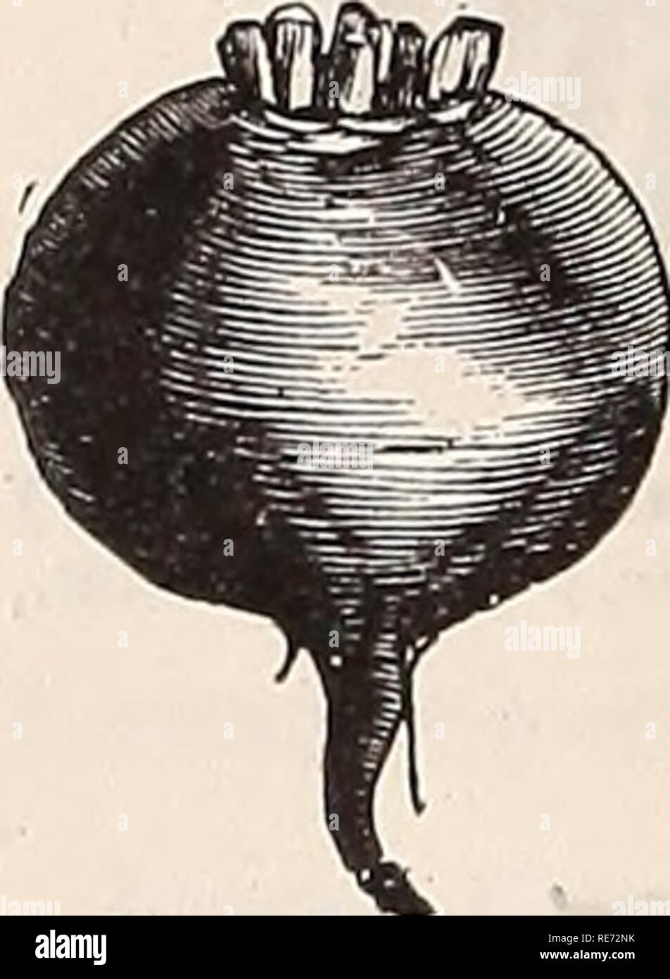 . Cox's seed annuelle. L'industrie des semences et graines de catalogues commerciaux ; catalogues ; graines de fleurs graines fruits ; Catalogues Catalogues ; les plantes, arbres ornementaux ; Catalogues Catalogues. Grand Lima. Grand Lima. Le plus délicieux et onctueux cultivé bean tôt. Pkt., 10c ; lb, 15C ; 100 livres., 7,00 $. La betterave. L'allemand, l'Bunkelruben. Le français., betterave. L'espagnol, l'Bemolacha l'once sèmera une perceuse de 100 pieds de longueur ; 5 ou 6 livres peut semer l'acre. '' Début ou Bassano- Cette betterave est une norme début trier ; léger, rouge, en forme de navet et atteindra une grande taille, à la chair tendre et juteuse, et bout blanc. Oz. 10c ;  % lb., 2 Banque D'Images