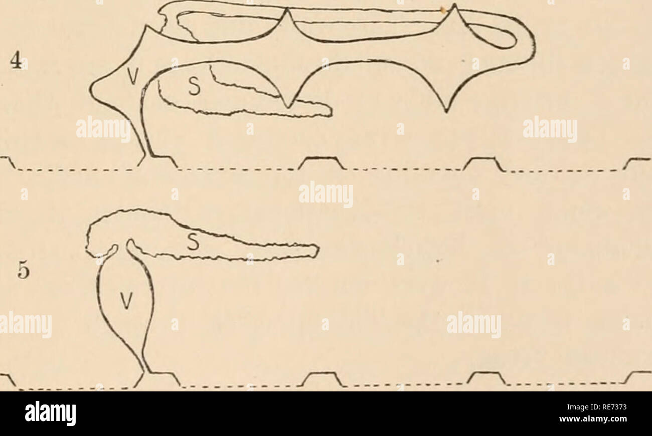 . Les glandes du coxal arachnides. Arachnides -- Anatomie. IV VI. Veuillez noter que ces images sont extraites de la page numérisée des images qui peuvent avoir été retouchées numériquement pour plus de lisibilité - coloration et l'aspect de ces illustrations ne peut pas parfaitement ressembler à l'œuvre originale.. Buxton, Bertram Henry, 1852-1934. Jena, G. Fischer Banque D'Images