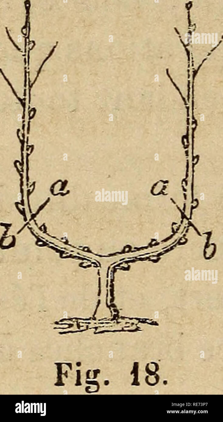 . Cours pratique de la culture et de la taille des arbres fruitiers. La culture de fruits. 40 TROISIEME. LEÃON dÃ©mais de la saison, sur redresserait aussitÃ't le bourgeon survivant, sur le taillerait immÃ©diatement sur deux yeux, choisis comme les premiers, et de l'on. les conduirait comme je viens de le dire. Mais si la perte d'un bourgeon n'ar- rivait que pendant l'Ã©tÃ©, il faudrait alors redresser le deuxième bourgeon et rÃ©tablir l'arbre dans l'Ã©tat oÃ¹ il se trouvait dans la pÃ©piniÃ¨re. C'est un retard d'un un qu'Ã©- prouve la formation, car ce n'est plus qu'au printemps suivant qu'on devra tailler ce Banque D'Images