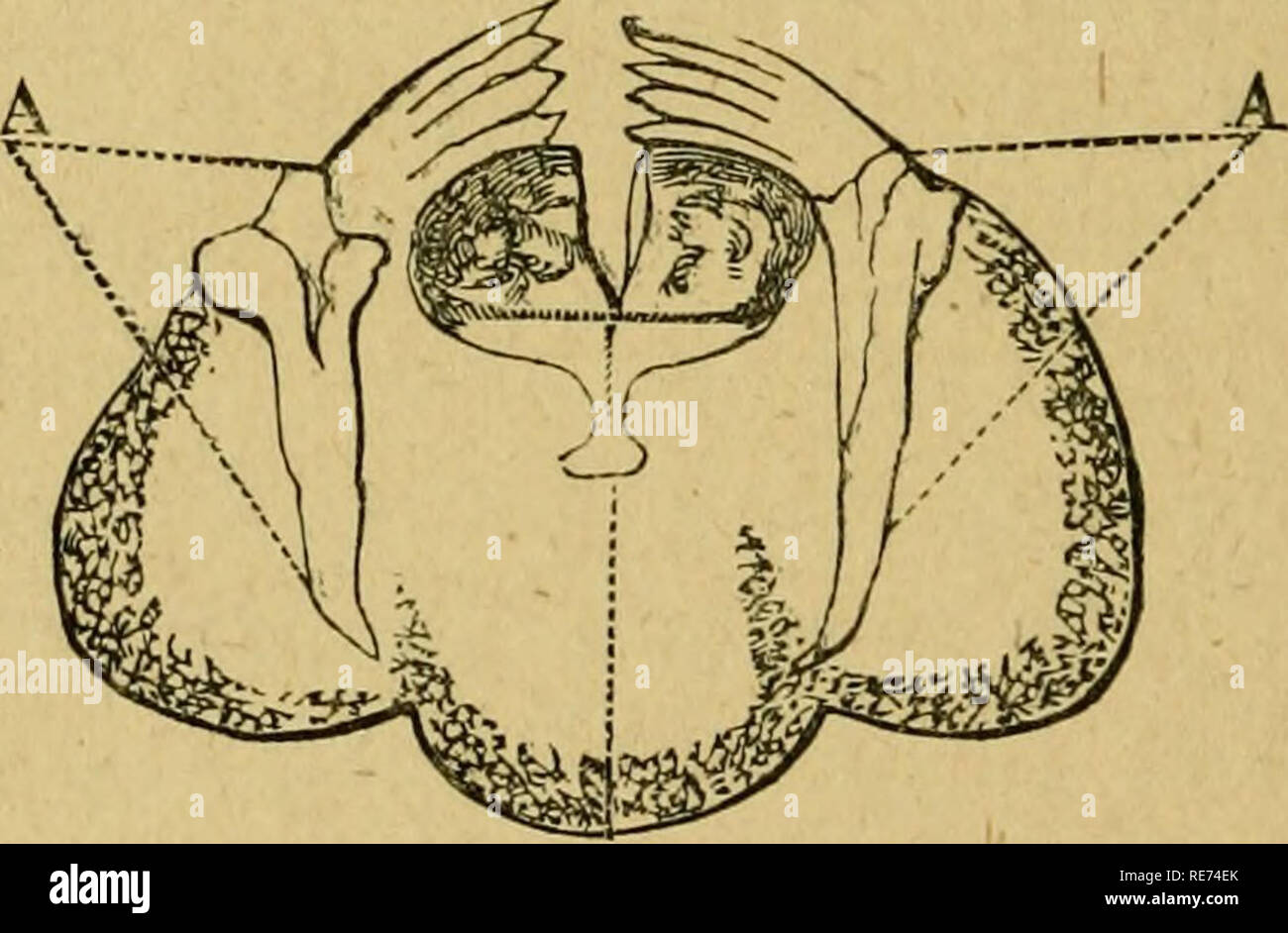 . Un cours d'invertébrés dans zoölogy : un guide pour la dissection et l'étude comparative des animaux invertébrés. Zoologie ; des invertébrés. 28 merveilles d'Pond-Life. appelé l'enclume, l'Amérique pour que la mise en œuvre. Chaque chien se compose de deux parties articulées par une articulation. La partie inférieure, le manubrium, ou de la poignée, donne le mouvement à la partie supérieure, qui à partir de sa forme est nommée l'uncus, ou crochet. L'unci sont meublées avec des fabricants de processus comme des dents, qui varient en nombre. Il y a cinq ou six dans les meilleurs spécimens développés. Ces crochets ou les dents travaillent les uns contre les autres, et contre l'i Banque D'Images