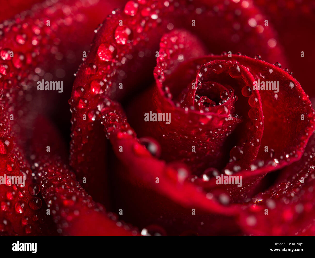 Image de gouttelettes sur de belles fleurs rose rouge fleur, Selective focus et peu profondes DOF, Valentine day concept Banque D'Images