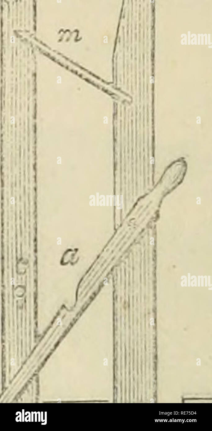 . Le pays gentleman's magazine. L'agriculture, de l'Agriculture -- la Grande-Bretagne. 20 Le Coimiry Gentleman's Magazine NOUVELLE MÉTHODE DE FIXATION DES BOVINS. Les Américains ne sont jamais sur la chasse après nouveautés, dont beaucoup sont de réelles améliorations sur d'anciennes formes ou pratiques, tandis que d'autres ont peu mais leur nouveauté à recommandons eux. Nous avons récemment remarqué un étançon bovins automatique, breveté en mai dernier par Gilford &AMP ; Robertson, N.Y., qui, en promettant d'être utile, nous avons jugé digne de la gravure. L'attache des bovins à une chaîne ou une corde autour du cou, avec un anneau de glissement et n Banque D'Images