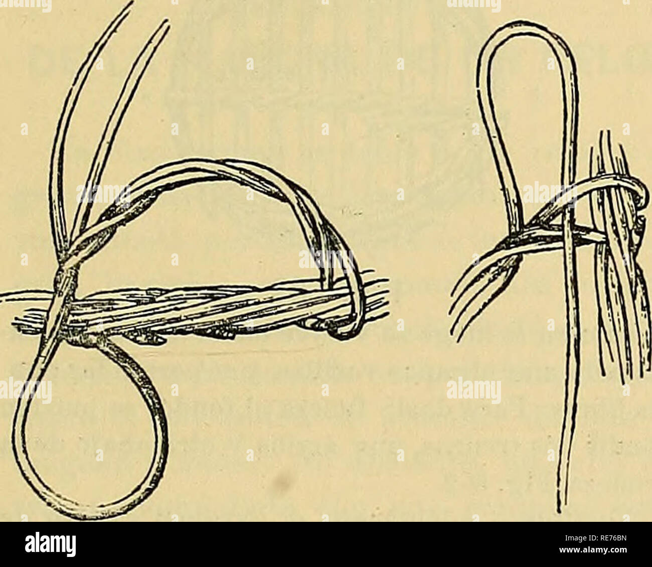 . Cosmos : revista ilustrada de Artes y Ciencias. La science ; la science. Fig. 592 pasando por debajo del borde, de fuera adentro y detrás del montante donde se encuentra la se gunda hebra. Entonces la hebra de la izquierda se enreda reces de dos, fuera adentro, en el 0883 mer roten ya ceremonioso ; una segunda vuelta de dentro afuera la lleva al'intérieur de la canasta, pasando bajo el borde, fig. 532.. Fig. 593 Fig. 594 2° en seguida Dense con el roten dos vueltas, de dentro afuera de la asa, siguiendo las hebras. Veuillez noter que ces images sont extraites de la page numérisée des images qui peuvent avoir été digi Banque D'Images