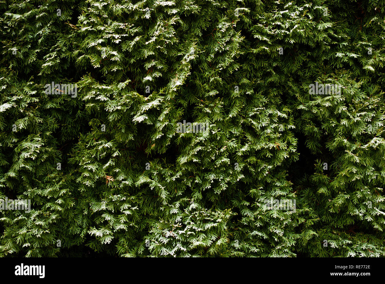 Sapins verts légèrement couverte de neige en hiver Banque D'Images