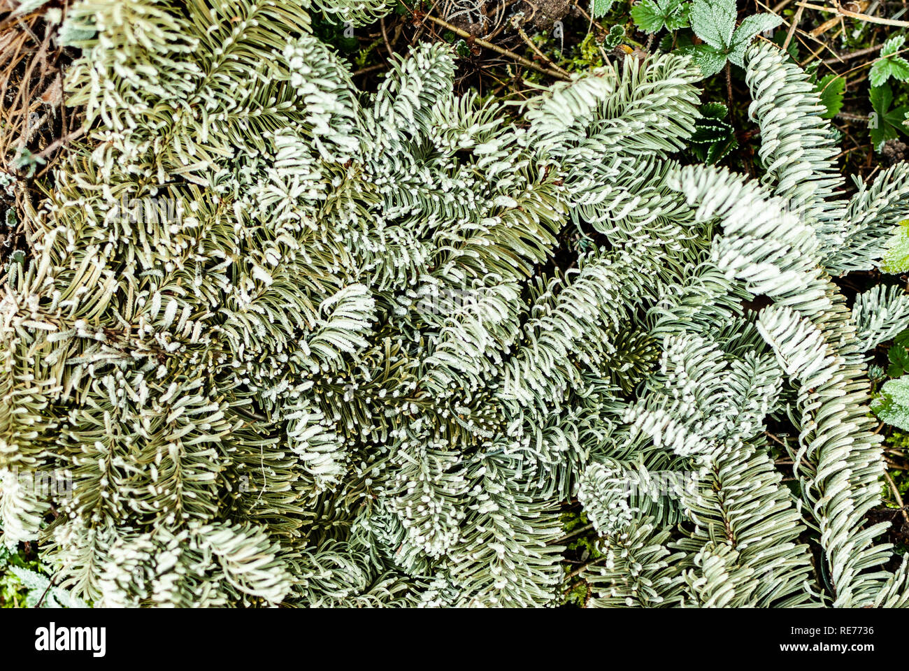 Close up of green sapin légèrement les branches couvertes de neige en hiver Banque D'Images