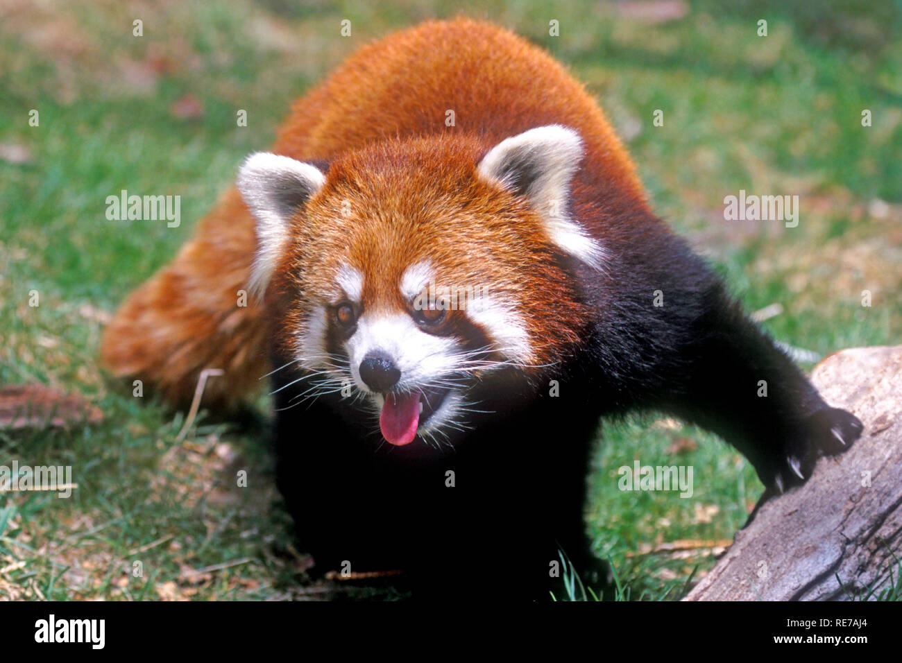 Portrait de curieux le panda rouge dans l'herbe, l'exploration. Banque D'Images