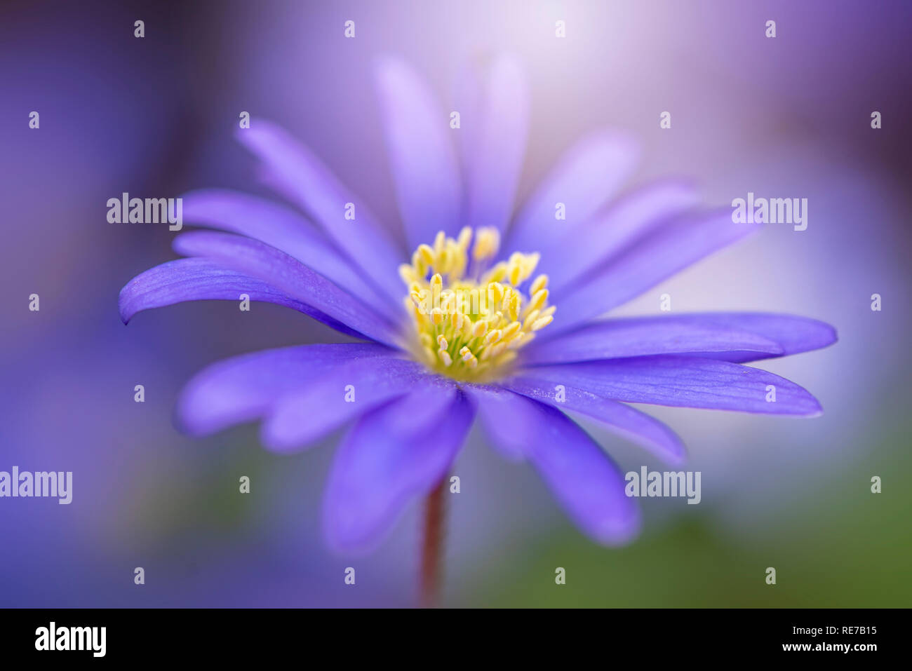 Close-up, macro image de l'anémone blanda bleu fleur de ressort, le nom commun anémone des Balkans, Grecian windflower ou hiver windflower Banque D'Images