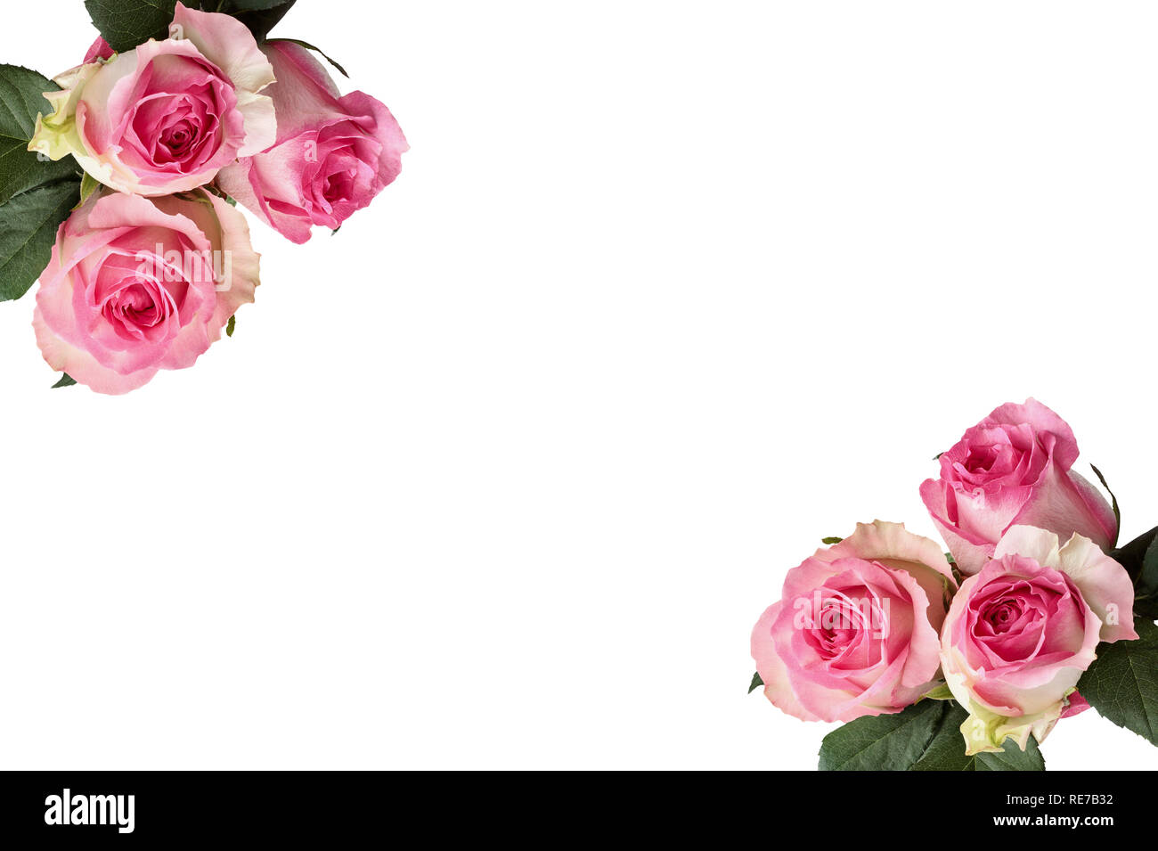 Belles Fleurs Rose Rose Et Blanc Avec Des Feuilles Isolées