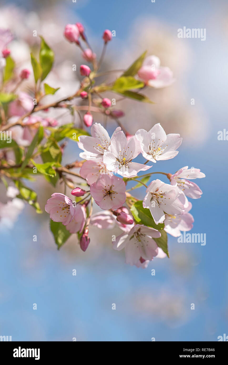 Image en gros plan de la belle floraison rose au printemps, les fleurs des cerisiers en fleur Banque D'Images