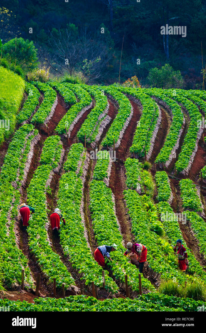 Les plantations de fraises le matin ont une mer de brume Ang Khang Chiang Mai Thaïlande 13 Janvier 2019 Banque D'Images