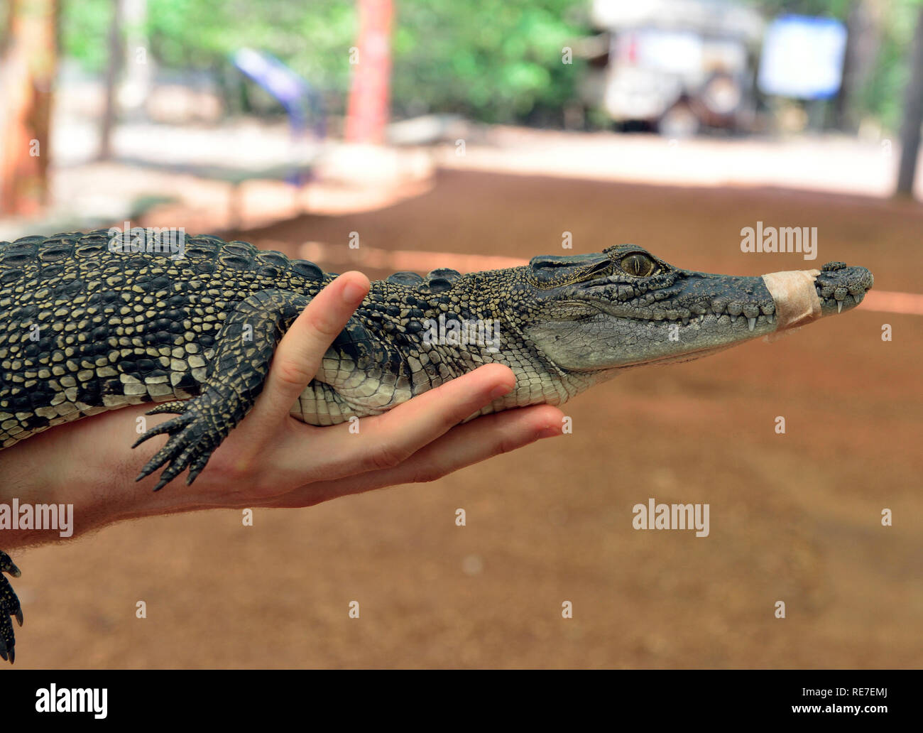 Touriste tenant un jeune crocodile d'eau de mer à la réserve d'animaux du territoire, Berry Springs, Darwin, territoire du Nord, Australie Banque D'Images