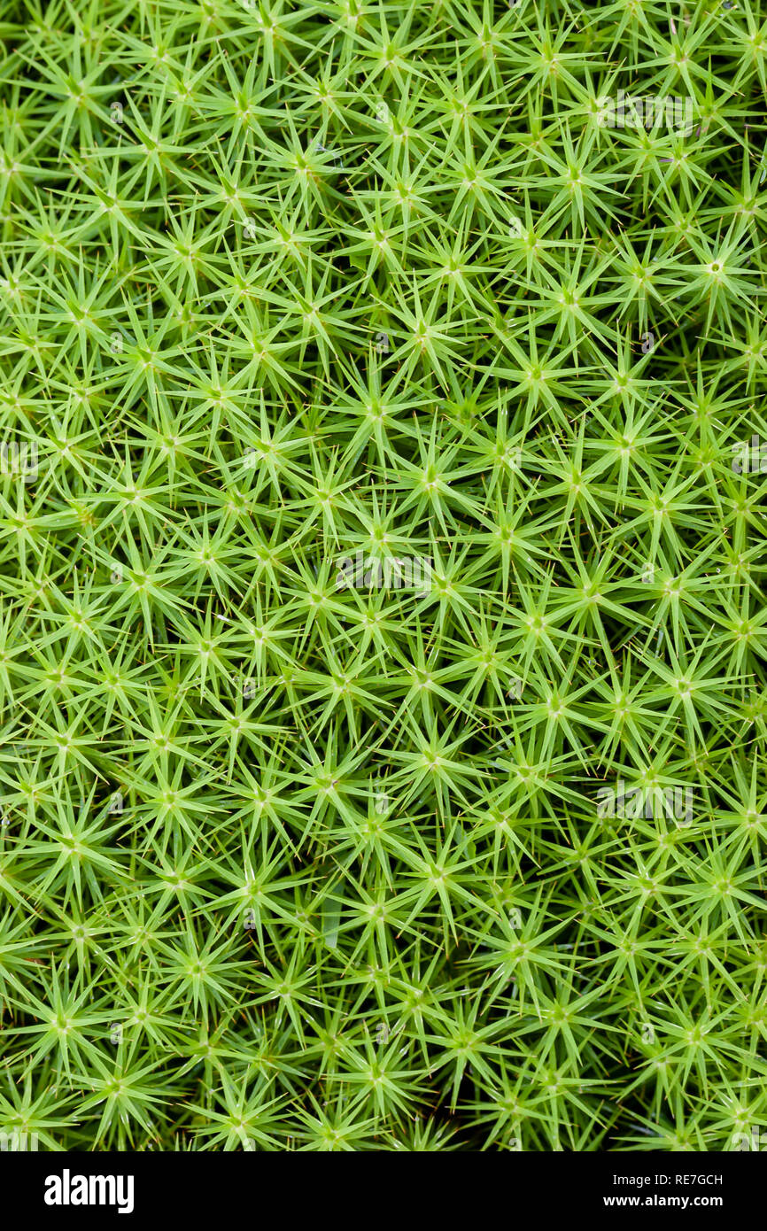 Mousse polytric Polytrichum commune ou star moss growing in lowland heath dans le Kent UK Banque D'Images