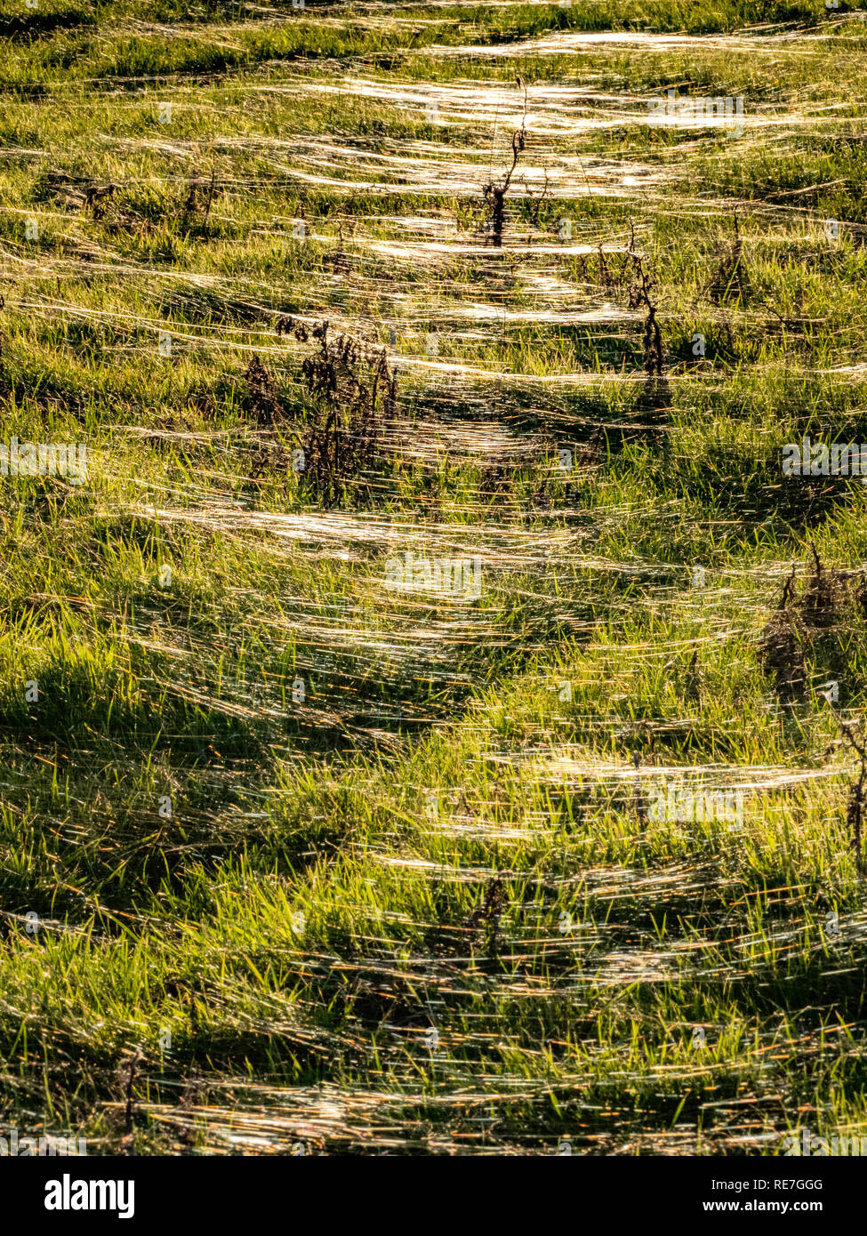 Une prairie d'herbe dans le Somerset couvert de fils de vent de petites araignées rendu visible par le soleil couchant - photographié en Janvier Banque D'Images