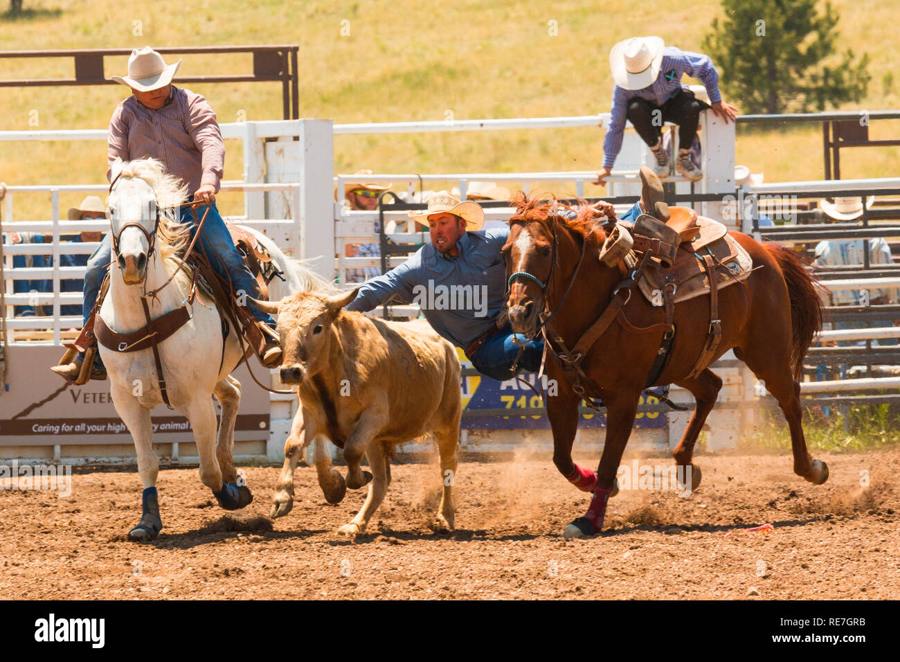 Cowboys et cowgirls en compétition au sommet du monde Rodeo Banque D'Images