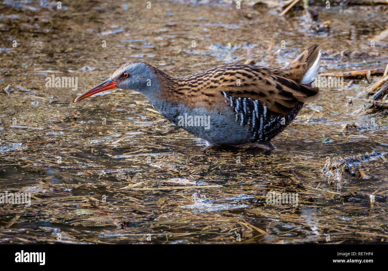 L'eau Rail Rallus aquaticus un timide et secret d'oiseaux d'Europe - Gloucestershire UK Banque D'Images