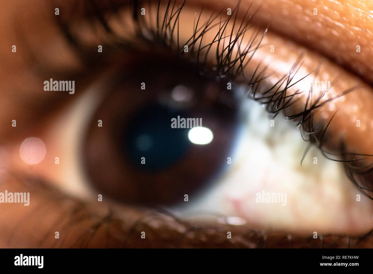 Eye macro avec iris brun foncé et élève, parfaitement centré avec des cils épais Banque D'Images