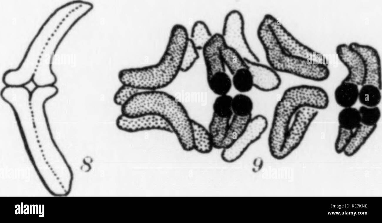 . Les contributions du Laboratoire de Botanique, tome 7. Botanique ; botanique. n lo C Fig. 1-11. Les dessins des chromosomes en métaphase et anaphase montrant le caractère d'une tétrade de Gasteria. À propos de grossissement x2000. Le travail est encore incomplète. Une étude de Tradescantia, Khoeo, et Podophyllum commencé sous ma direction par Kaufmann a été partiellement terminé C25-'26). Cette montre une remarquable précision de la structure en spirale qui Kaufmann retrace à travers les diverses étapes. Bien qu'il y a beaucoup de similitude dans ces plantes aux conditions indiquées dans les différences, Gasteria, au moins à l'heure actuelle, semblent sug Banque D'Images