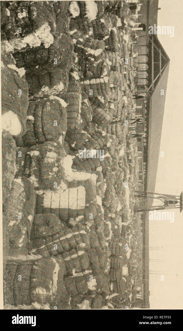 . Coton : ses utilisations, les variétés, la culture, la structure des fibres, et de la préparation pour le marché et d'en faire un article de commerce, aussi la fabrication d'huile de coton, tourteau de coton et d'engrais, avec une référence particulière à la culture du coton, de l'égrenage, l'huile et l'appuyant dans le États-Unis. Coton ; la culture du coton. CHAP. VI.] MARCHÉS DU COTON OK LES Etats-unis Etats-unis. 'Ill ^ ^. Veuillez noter que ces images sont extraites de la page numérisée des images qui peuvent avoir été retouchées numériquement pour plus de lisibilité - coloration et l'aspect de ces illustrations ne peut pas parfaitement ressembler à l'œuvre originale.. Brooks, Banque D'Images