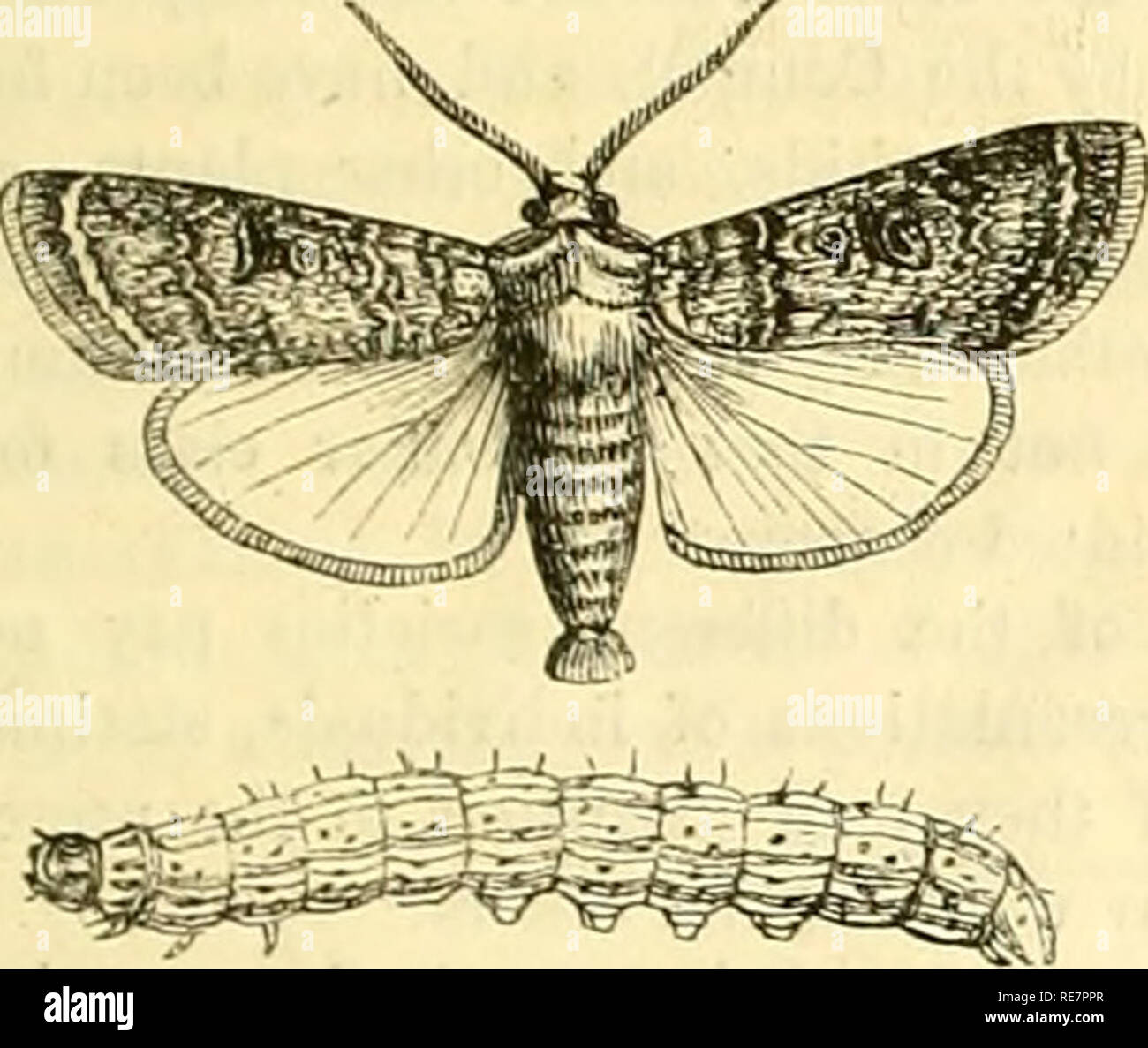 . Le gîte jardinier. Jardinage ; Jardinage. Le 14 juillet. COTTAGE XriE jardinier. Calendrier hebdomadaire. .M W U-20 juillet 1853. Wbathrr:ns ar Londres en 1852. Soleil se lève. Coucher de soleil. Qfoon K. &AMP ; S. Moon's l'âge. Au réveil. Dimanche 1 Dayol D H I) e baromètre. rhermo. Le vent. Dans la pluie. Année. Grand requin pâle. 29M3-29,923 81-6) E. 20 1 10 11 54 85 30 195 115 K .St. Swvthin. 29,939-29.sgs 87-53 S. 29 morn. 9 536 196 116 S bordé gothique ; Norfolk. 29,916 - 29,747 87-62 E. l.ALLER 3 8 0 16 10 5 42 197 17 1 Soleil SOND.VY TrI.AFTUtt MTY. 29,611-29.73b 73-52 S.W. 01 670 45 115 47 198 EST M Peach Blossom ; pans de bois Banque D'Images