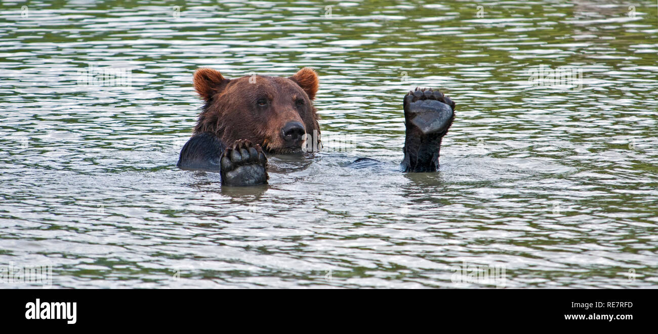 L'ours grizzly d'Alaska jouer dans l'eau Banque D'Images