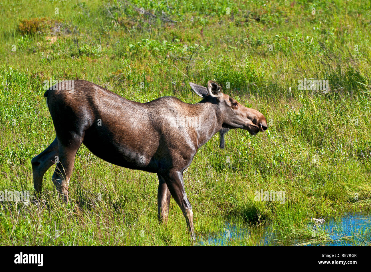 Orignaux en Alaska Banque D'Images