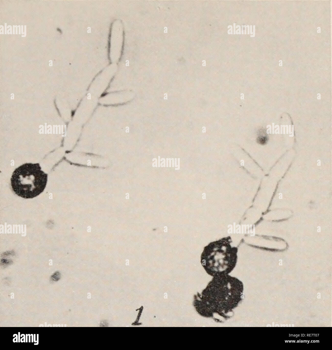 . Le charbon du maïs causée par l'Ustilago maydis. Le maïs ; maladies Charbon. lignes d'U. maydis qui ont été dérivés de 4 membres est différente sur des substrats solides. En Mutation 5 media, le plus grand nombre a été sur 3C'C le sucrose agar contenant 0.006 ro NaN03. Les nitrate de sodium et le nitrate de calcium stimule la mutation, alors que le phosphate d'ammonium semble inhiber la mutation. Gattani (111) a tenté d'augmenter la fréquence de la mutation de ce qui suit sous- stances nocives de pomme de terre-dextrose agar : nitrate de plomb, le vert de malachite, chlorure de potassium, nitrate de bismuth, fer à repasser sul- fate, le chlorure mercurique, Banque D'Images