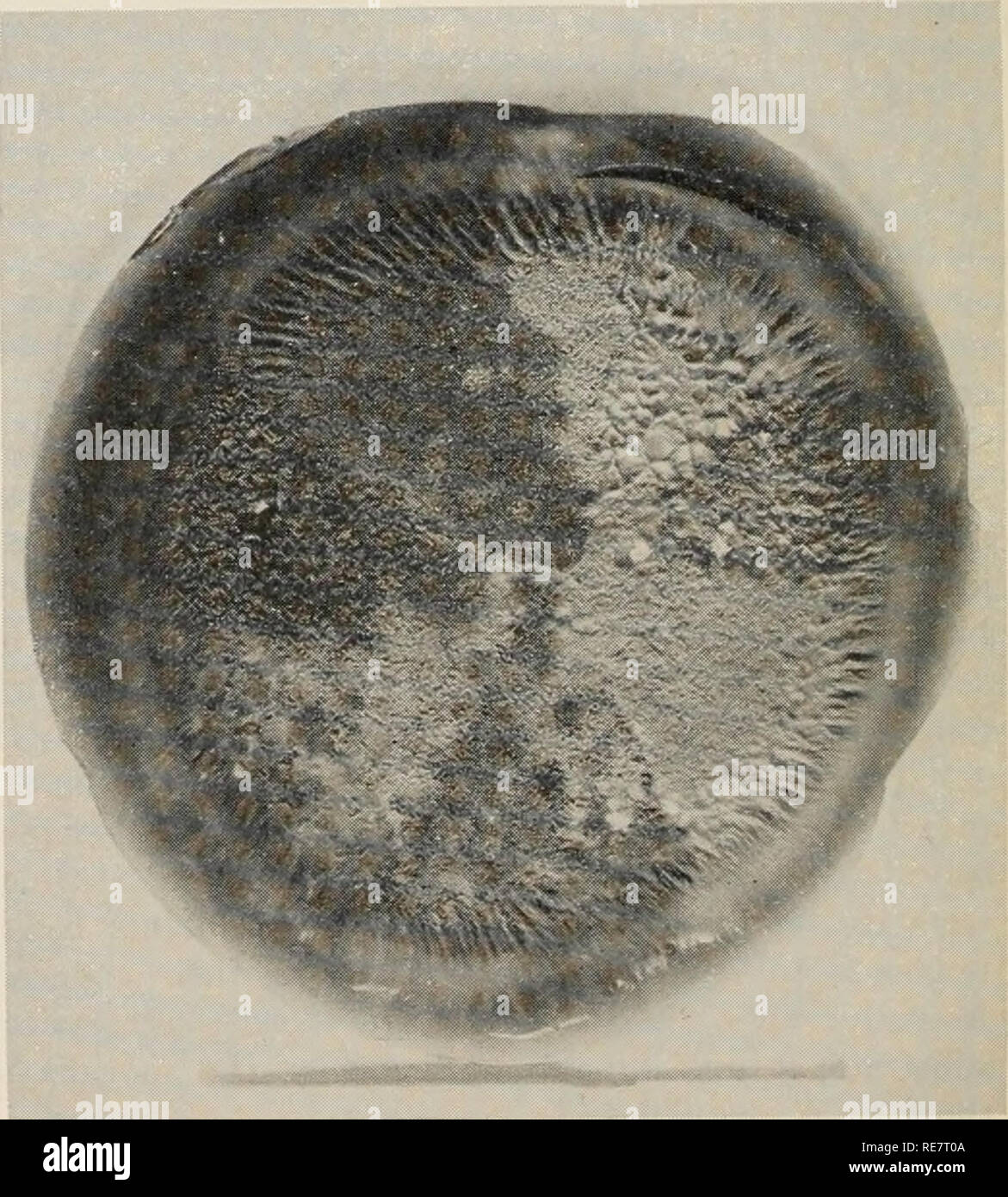 . Le charbon du maïs causée par l'Ustilago maydis. Le maïs ; maladies du charbon. Fig. 12. Une surface d'une plaque dispersés mono noir- sporidial ligne de l'Ustilago maydis cultivés dans une culture de pommes de terre-shake en dextrose agar. La ligne noire a donné lieu à plusieurs types de mutants blanc (Lu, 203). dans les facteurs de virulence, compatibilité, et la physiologie sans modification évidente des caractères culturels. Naturellement, les changements génétiques pour certains caractères morphologiques tels que la taille et le echinulation de chlamydo- les spores et les changements dans le parasitisme ne peut pas être ascer maintenu sans inoculation de l'hôte. La fréquence de mutation.-Alt Banque D'Images