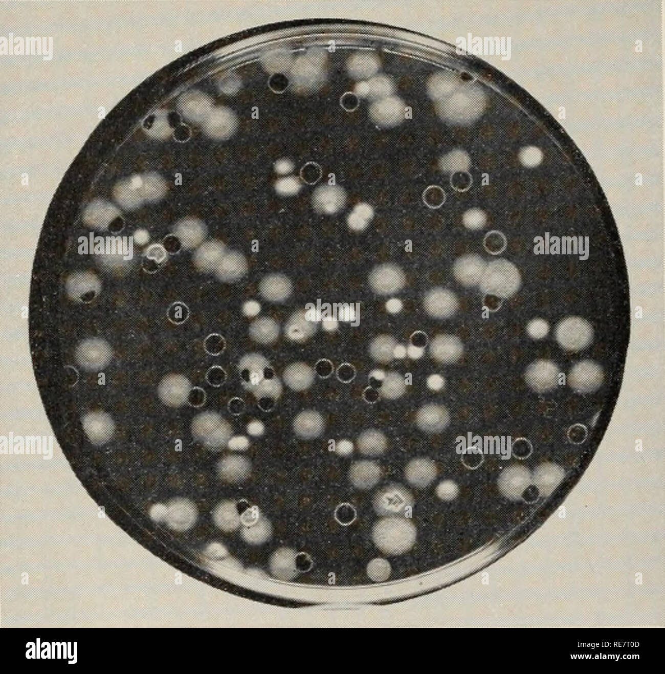 . Le charbon du maïs causée par l'Ustilago maydis. Le maïs ; maladies du charbon. Fig. 12. Une surface d'une plaque dispersés mono noir- sporidial ligne de l'Ustilago maydis cultivés dans une culture de pommes de terre-shake en dextrose agar. La ligne noire a donné lieu à plusieurs types de mutants blanc (Lu, 203). dans les facteurs de virulence, compatibilité, et la physiologie sans modification évidente des caractères culturels. Naturellement, les changements génétiques pour certains caractères morphologiques tels que la taille et le echinulation de chlamydo- les spores et les changements dans le parasitisme ne peut pas être ascer maintenu sans inoculation de l'hôte. La fréquence de mutation.-Alt Banque D'Images