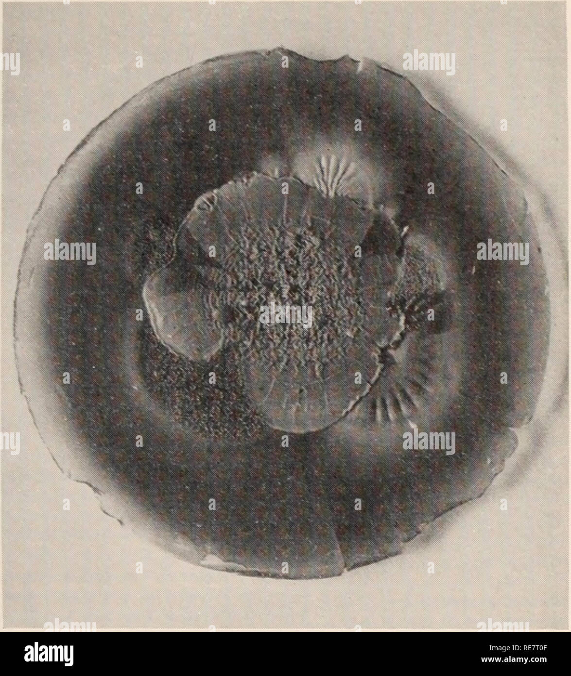 . Le charbon du maïs causée par l'Ustilago maydis. Le maïs ; maladies du charbon. Variabilité phénotypique et mutations constituent un obstacle considérable à des études précises sur la physiologie et l'héritage d'études U. maydis. Mutation.-cultures de masse d'U. maydis souvent non pathogènes deviennent après beaucoup de transferts sur un solide substrat artificiel. De tels changements ont été re- porté avant qu'il s'est rendu compte qu'est l'U. maydis (59 hétérothallique. 312). Nous savons maintenant de l'ex- periments que les variantes pourraient être dues à la sélection de lignes unisexuées une population mixte plutôt qu'en raison de mutants. Depuis 1927, des études sur transformation Banque D'Images