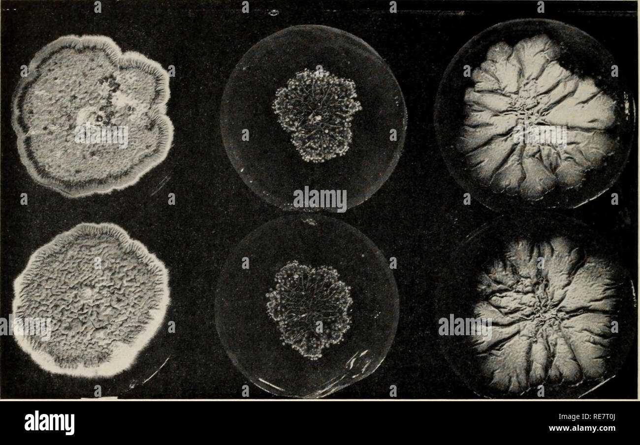 . Le charbon du maïs causée par l'Ustilago maydis. Le maïs ; maladies du charbon. Fig. 9. Variabilité phénotypique dans l'Ustilago maydis en raison de différences dans les éléments nutritifs. Les colonies en double d'une ligne de monosporidiennes C. maydis sur 3 supports différents (Stakman, et al., 314).. Veuillez noter que ces images sont extraites de la page numérisée des images qui peuvent avoir été retouchées numériquement pour plus de lisibilité - coloration et l'aspect de ces illustrations ne peut pas parfaitement ressembler à l'œuvre originale.. Christensen, J. J. (Jonas Jergon), 1892-1964. [Worcester, Mass. ] : American Phytopathological Society Banque D'Images