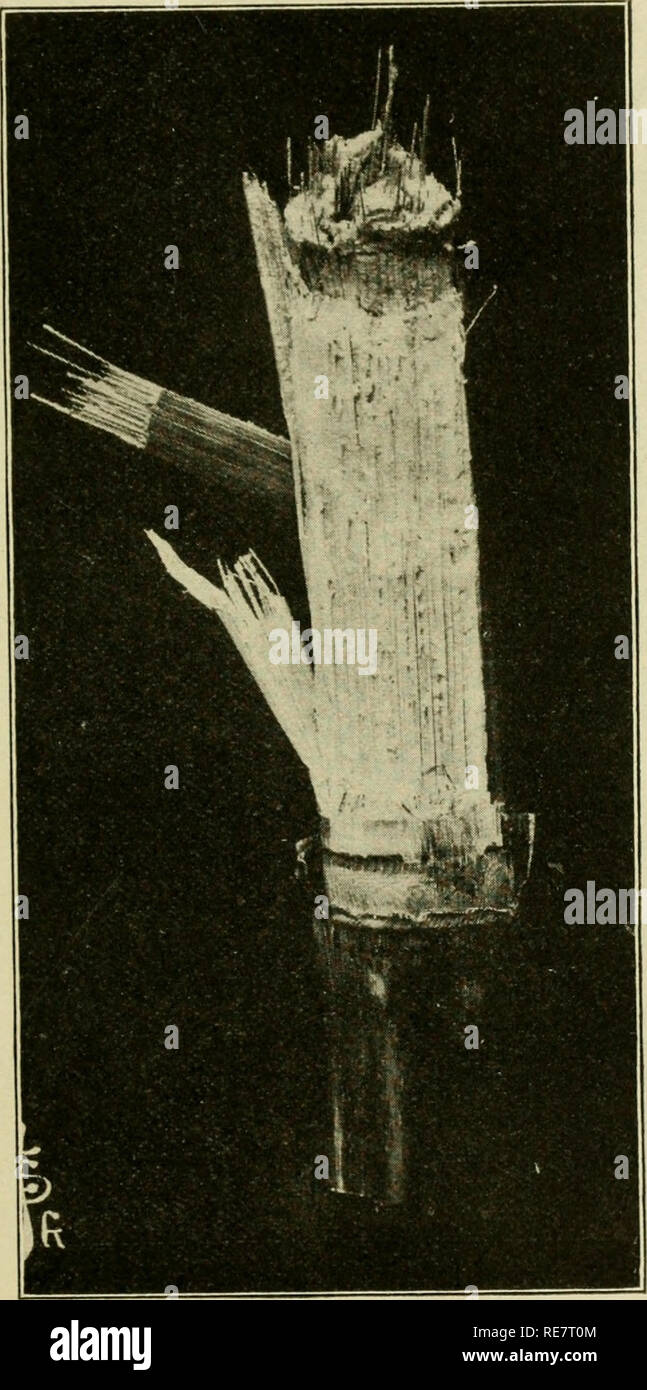 . De plus en plus ; le maïs, de juger, de reproduction, d'alimentation, le marketing ;. Le maïs. Croissance d'STKMS 43 l'humidité de l'intérieur. En cours- lisse, il n'accorde aucune place pour le dépôt des spores de charbon. Les insectes des difficultés à l'insertion de leur bouche Sucer dans ces parties. (2) Le mur de Woody, qui est vraiment une couche composée d'une union étroite d'un grand nombre de fibro-lt ;'ascular les faisceaux. Dans les petits grains et herbes, ce mur woody est la seule structure d'appui dans la tige. À partir de chaque noeud, où une feuille se développe hors, un certain nombre de ces groupes de quitter le mur dans la feuille pour le nourrir. Le rang le plus gro Banque D'Images