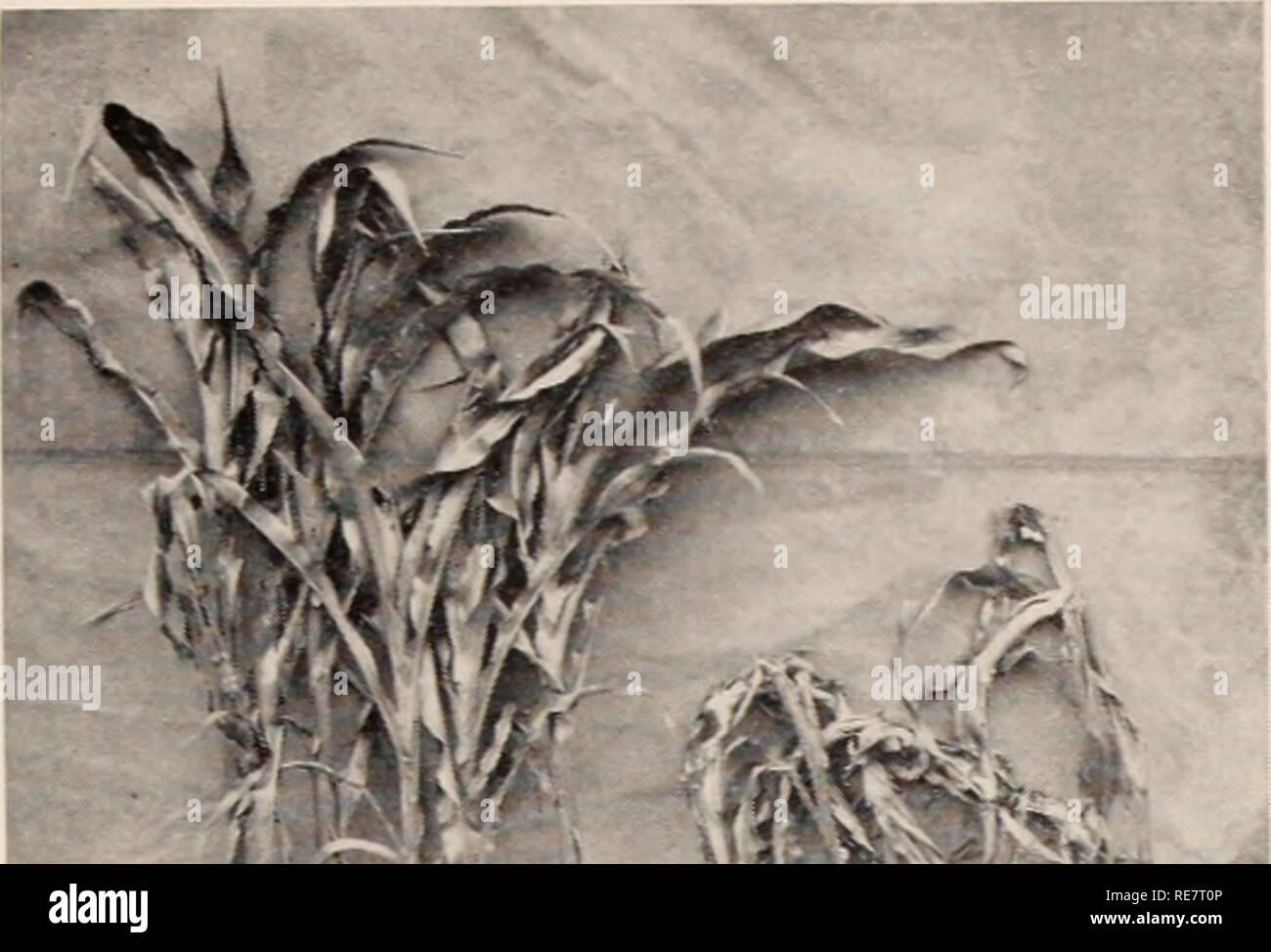 . Le charbon du maïs causée par l'Ustilago maydis. Charbon ; maïs maladies. indique que la température optimale pour la germination des chlamydospores se situe entre 20 et 25 C. C'est aussi la température la plus favorable pour sporidial et le développement du mycélium. Mme Jones (175) obtenus résultats quelque peu différente : la température optimale est entre 26" et 34 C. maximum entre 56 et 38 : Â°C, et les spores germent à une faible mesure à ST. ce qui n'est pas nécessairement le minimum. Hiittig (153) trouvé la voiture- dinal températures pour la germination à être : minimum OC. optimum entre 20 et 50 C, et maximum juste en dessous Banque D'Images
