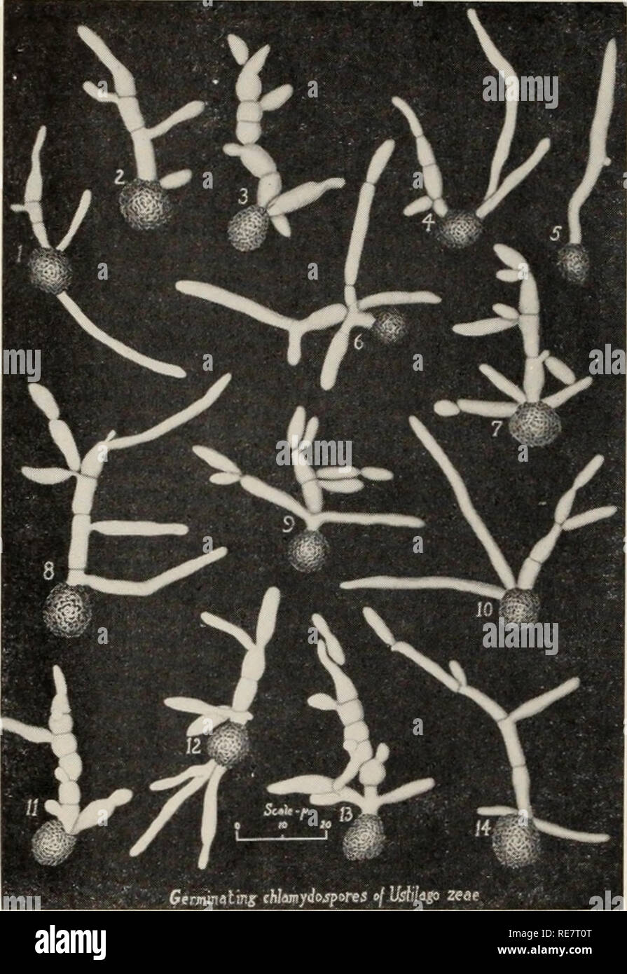 . Le charbon du maïs causée par l'Ustilago maydis. Le maïs ; maladies du charbon. Fig. 7. Les dessins de caméra lucida : germination- mydospores absc de Ustilago maydis, montrant divers types de germination (Kernkamp et Petty, 182). Environ 10 C pour un an ou deux sans perdre sa viabilité. Les chlamydospores perdent leur viabilité dans l'ensilage après quelques semaines (260). Cela peut également se produire lorsqu'ils sont mélangés avec du fumier, en particulier si la fermentation ou de chauffage a lieu ; ou si les spores entrent en contact avec les agents destructeurs tels que les acides, alcalis, et d'antibiotiques. Il est généralement admis que des sporidies mul- tiply et persi Banque D'Images