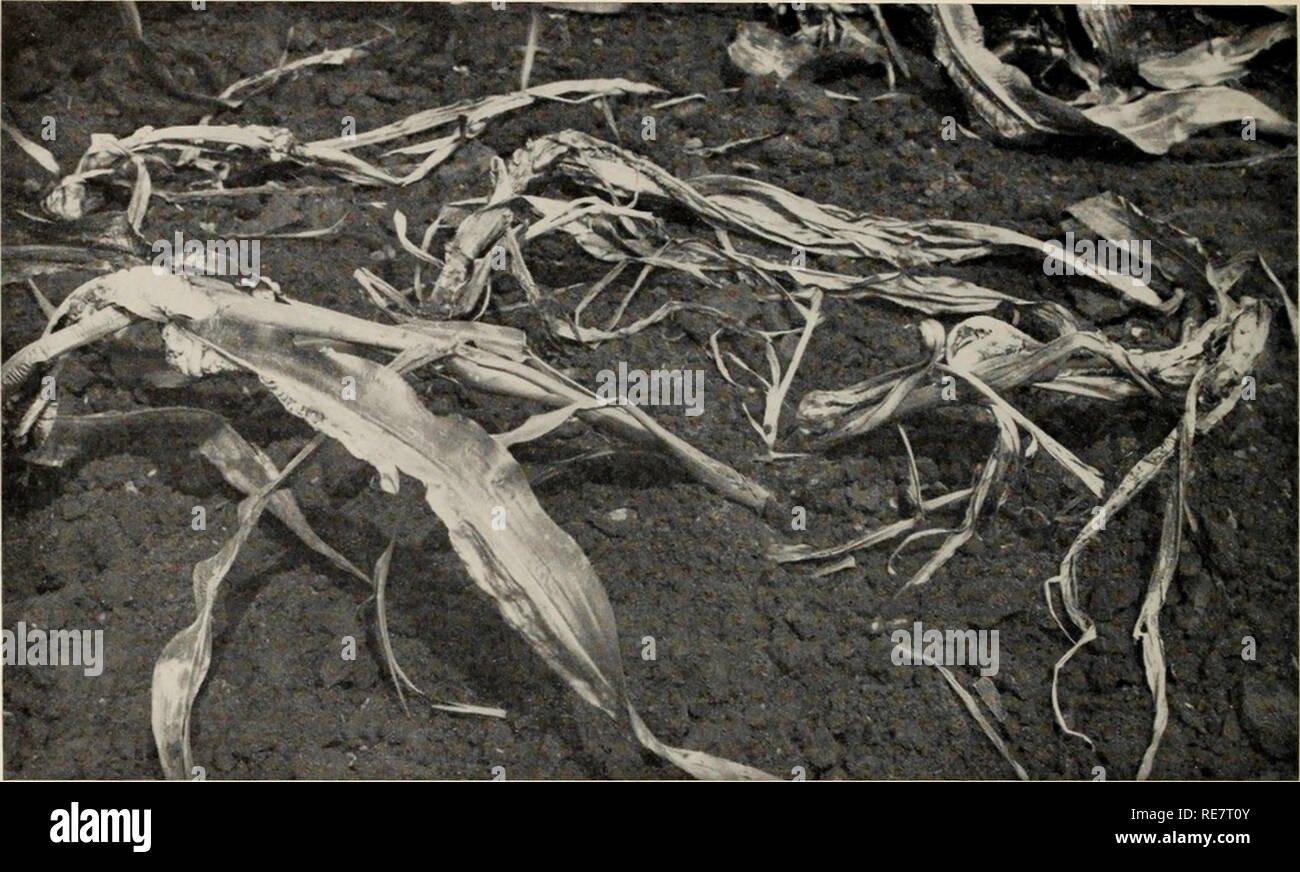 . Le charbon du maïs causée par l'Ustilago maydis. Le maïs ; maladies du charbon. Fig-. 6. Les jeunes plants de maïs, grièvement blessés par l'Ustilago maydis et prostré sur le sol, par conséquent soumis à désintégration rapide (Stakman et Christensen, 311). La même si inoculés avec du charbon non local ou local ; par conséquent, les collections races physiologiques n'apparaissent pas responsable (57). Il existe des preuves que certains caractères morphologiques, c.-à-d., l'absence de ligules et serré- ness de husk, peuvent être impliqués dans certains cas (157, 193 I. L'isolement de l'U. maydis.-cultures peuvent facilement être obtenus par l'ensemencement des chlamydospores sur 1-2 % pomme de terre- Banque D'Images