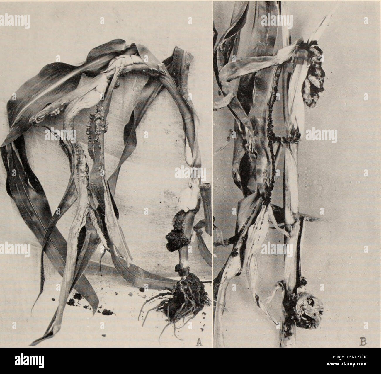 . Le charbon du maïs causée par l'Ustilago maydis. Le maïs ; maladies du charbon. Fig. 5. A) plant de maïs inoculés avec l'Ustilago maydis par la seringue hypodermique-méthode ; infection impliquant près de l'ensemble de l'usine. B) Xaturallv plante infectée, montrant des feuilles et de la tige (infection Stakman et Christensen, 311). devient infecté, le pédoncule et les panicules souvent se penche sur le côté. Les ovaires sont parfois développés dans la panicule de maïs et peuvent produire des semences normales. Certains travailleurs être- lieve charbon que l'infection dans la stimu- lates tassel effectivement le développement des ovaires dans la panicule. Ainsi. il rend le plus tassel Banque D'Images