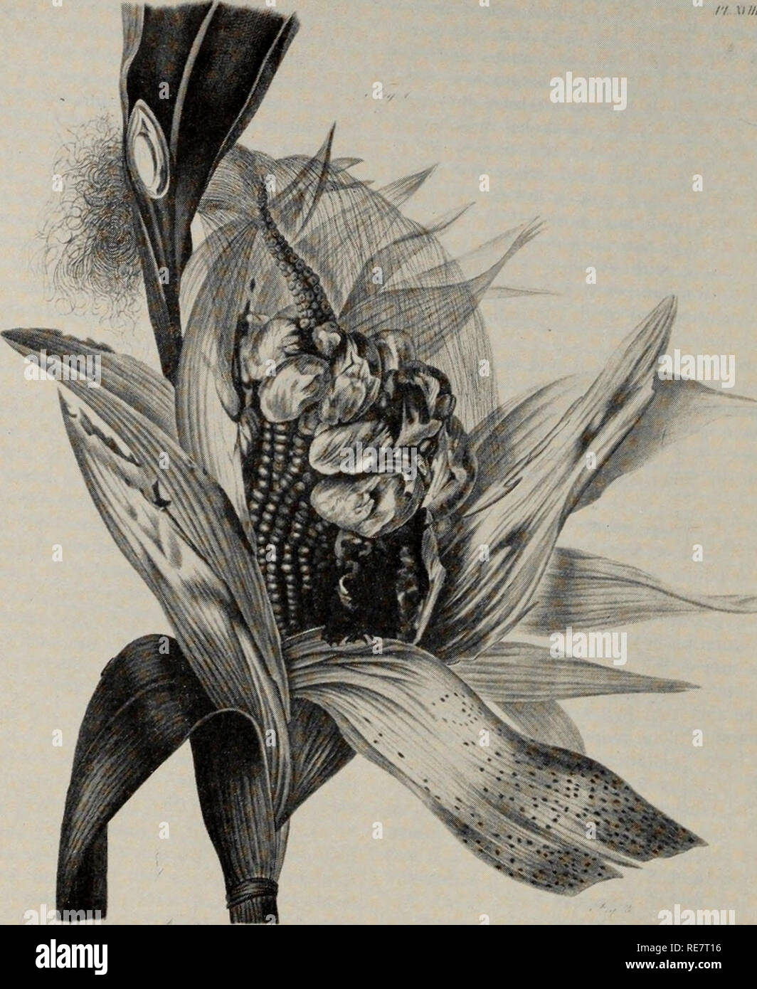 . Le charbon du maïs causée par l'Ustilago maydis. Le maïs ; maladies du charbon. } 94 &AMP ;  % f. J ?. Veuillez noter que ces images sont extraites de la page numérisée des images qui peuvent avoir été retouchées numériquement pour plus de lisibilité - coloration et l'aspect de ces illustrations ne peut pas parfaitement ressembler à l'œuvre originale.. Christensen, J. J. (Jonas Jergon), 1892-1964. [Worcester, Mass. ] : American Phytopathological Society Banque D'Images