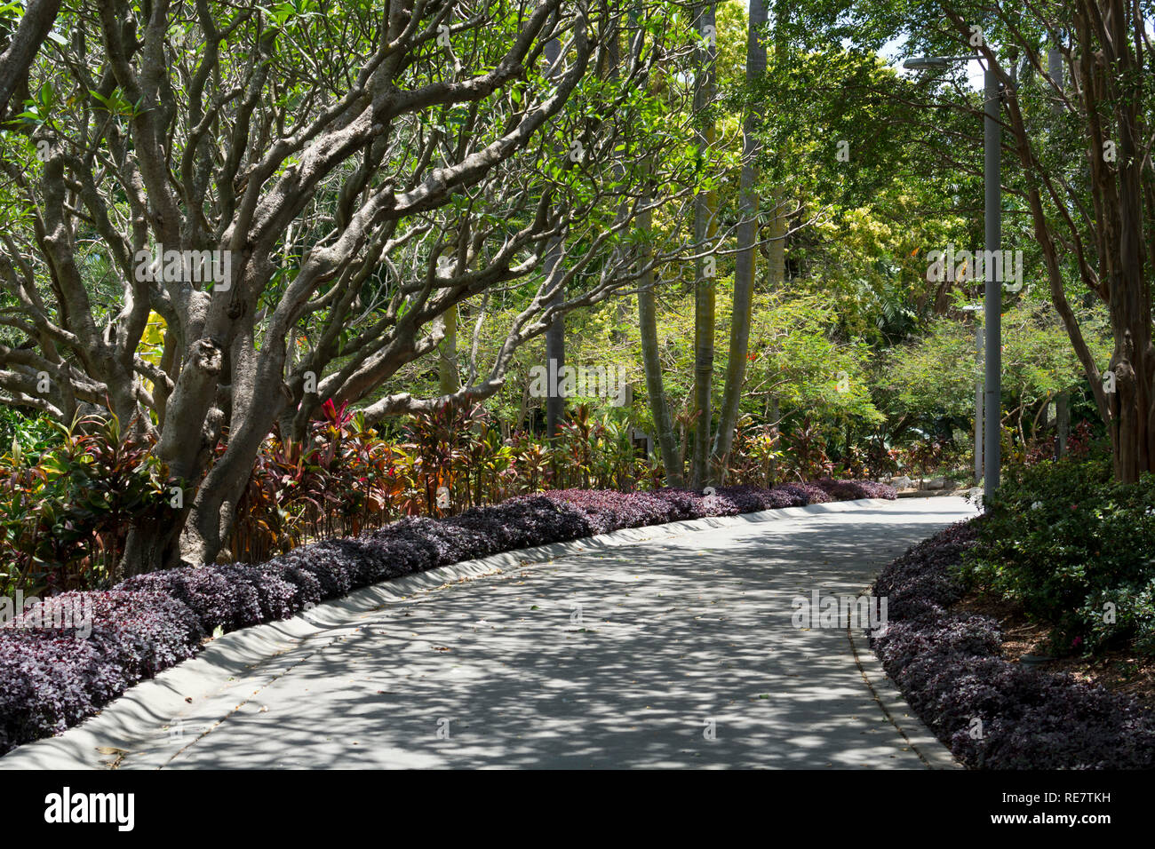 Une voie dans un parc de Roma Street, Brisbane, Queensland, Australie Banque D'Images