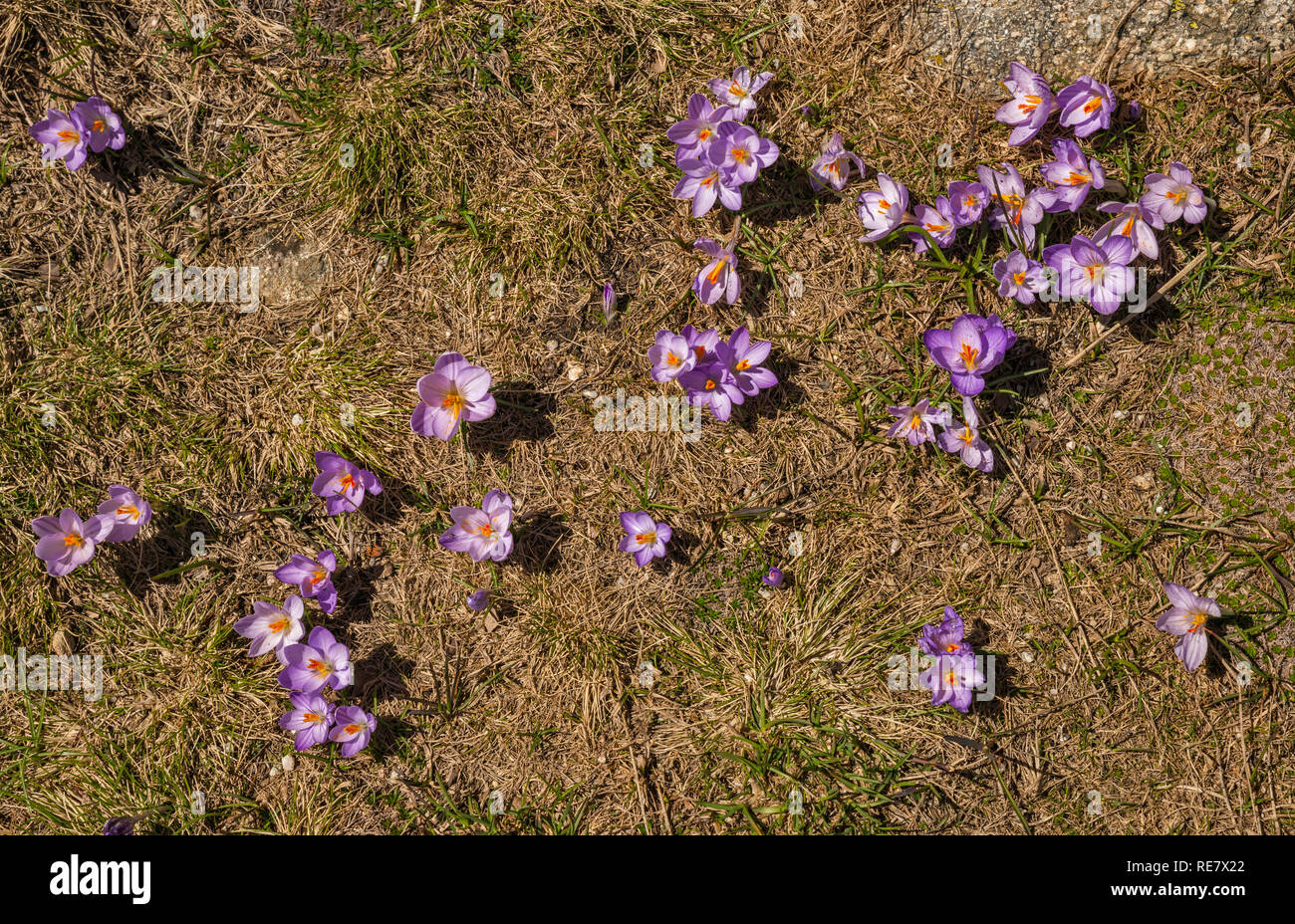 Les crocus lilas en fleur, à la mi-mai, le sentier Monte Renoso, Haute-Corse, Corse, France Banque D'Images