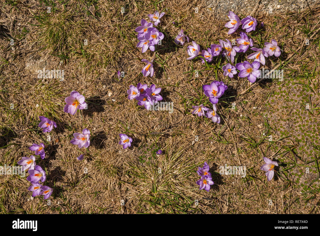 Les crocus lilas en fleur, à la mi-mai, le sentier Monte Renoso, Haute-Corse, Corse, France Banque D'Images