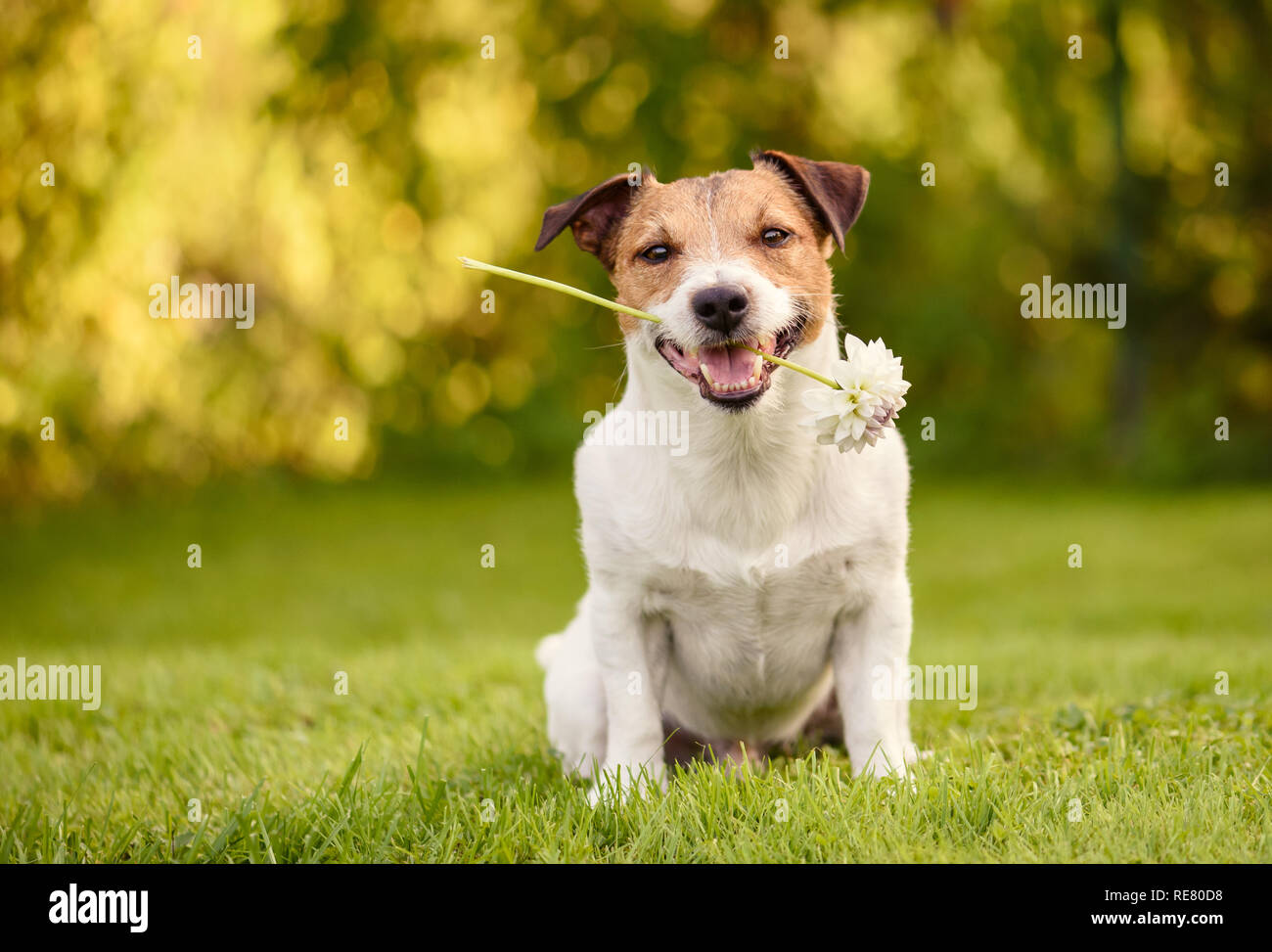 Valentines Day Greeting card avec chien heureux holding white flower in mouth Banque D'Images