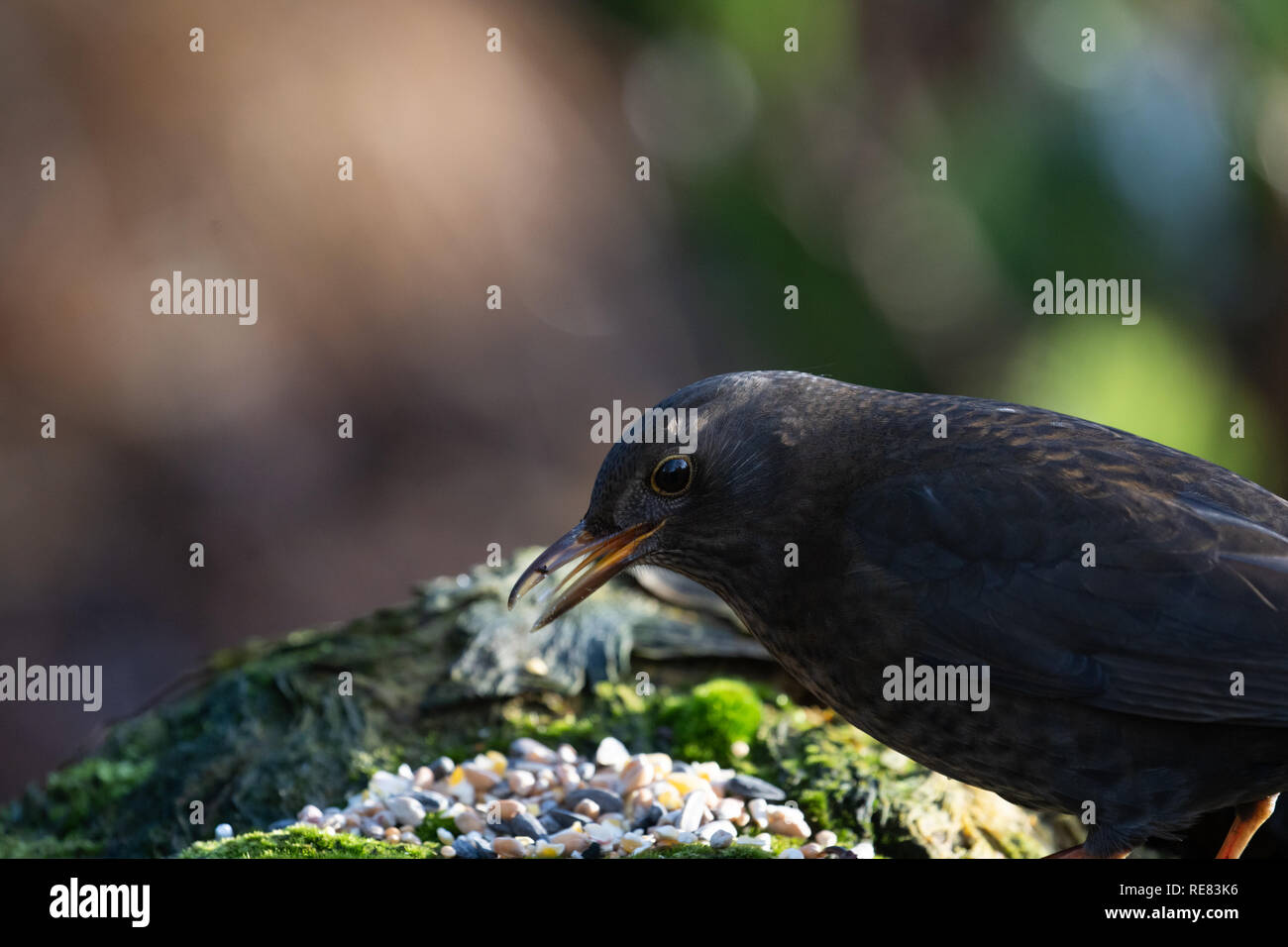 Une femelle blackbird qui a faim et qui mange des graines. Banque D'Images