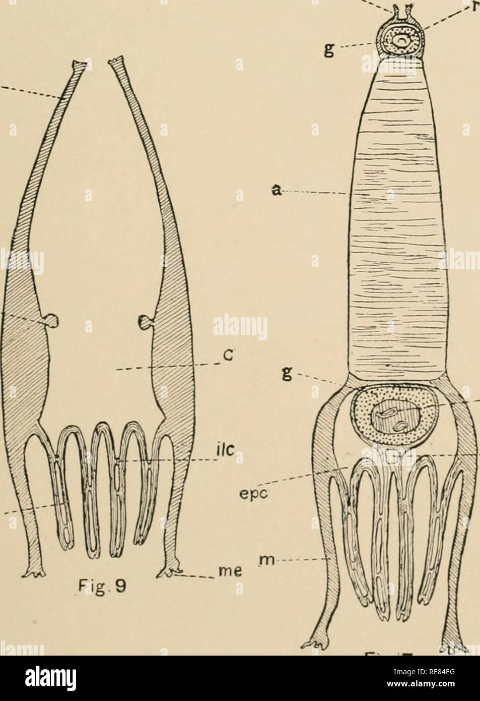 . Une contribution à notre connaissance de la morphologie de l'lamellibranchiate mollusques. Bivalvia. CBE Fig. 6 m... Veuillez noter que ces images sont extraites de la page numérisée des images qui peuvent avoir été retouchées numériquement pour plus de lisibilité - coloration et l'aspect de ces illustrations ne peut pas parfaitement ressembler à l'œuvre originale.. Kellogg, James Lawrence, 1866-1938 ; United States Fish Commission. Washington : G. P. O. Banque D'Images