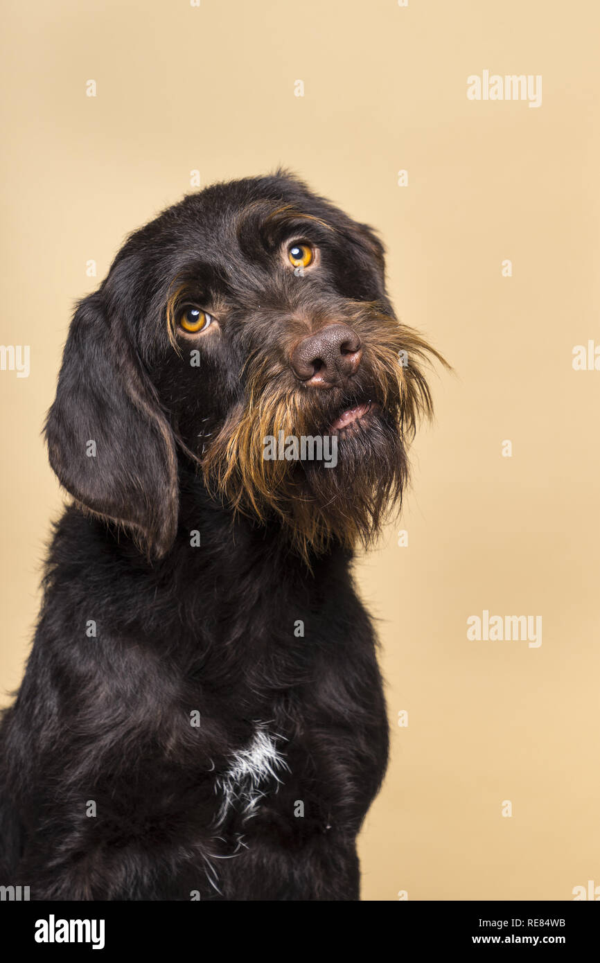 Portrait de femme Cesky Fousek chien à la recherche à la tête de la caméra de travers vu de l'avant, isolé sur un fond beige Banque D'Images